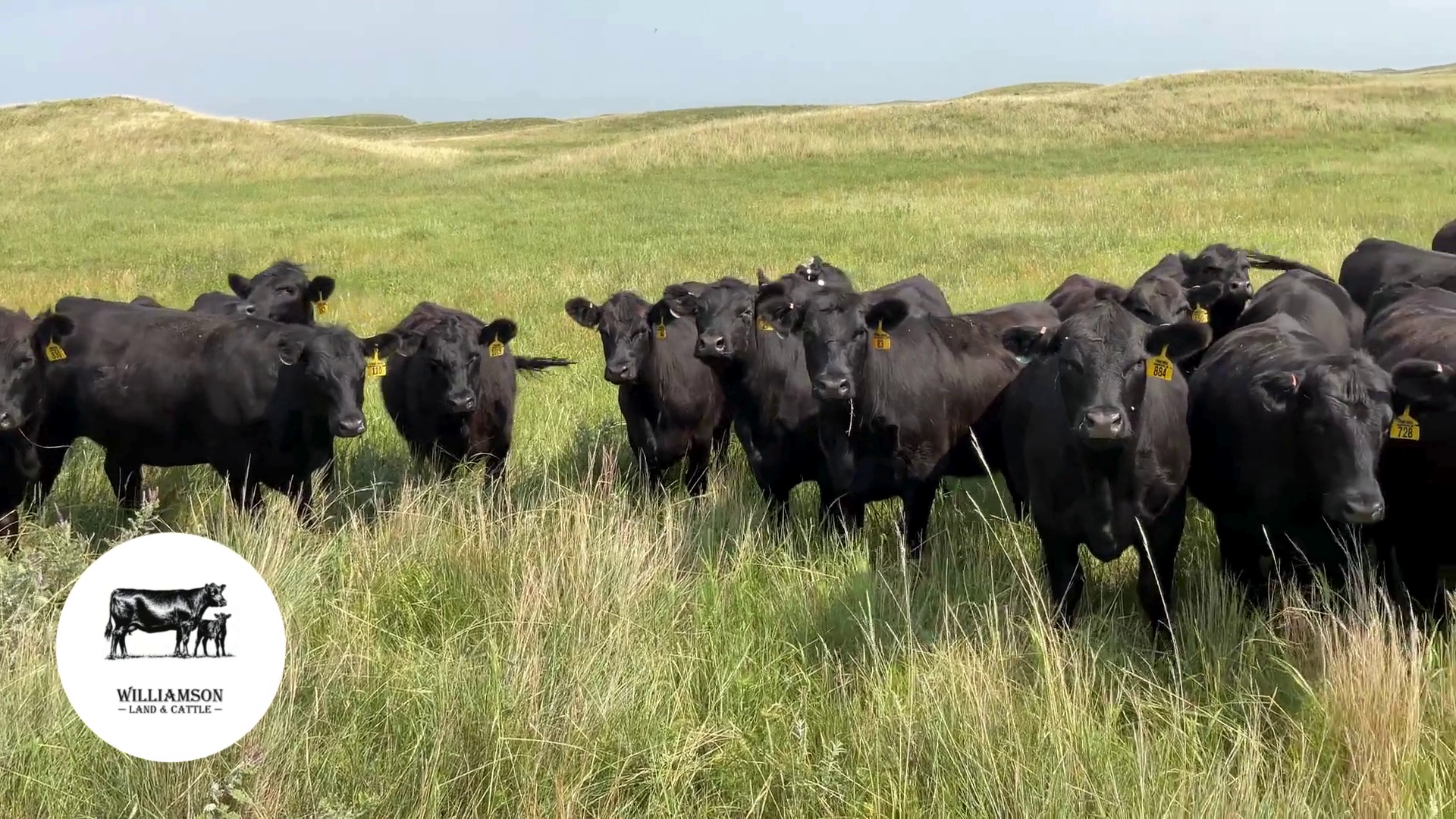 BH717A-100 Bred Heifers