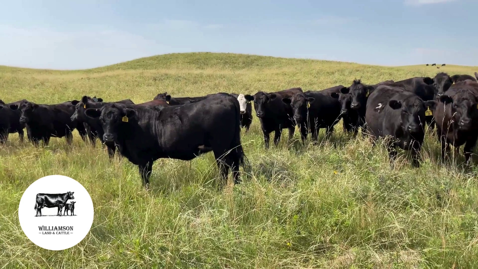 BH717A-100 Bred Heifers