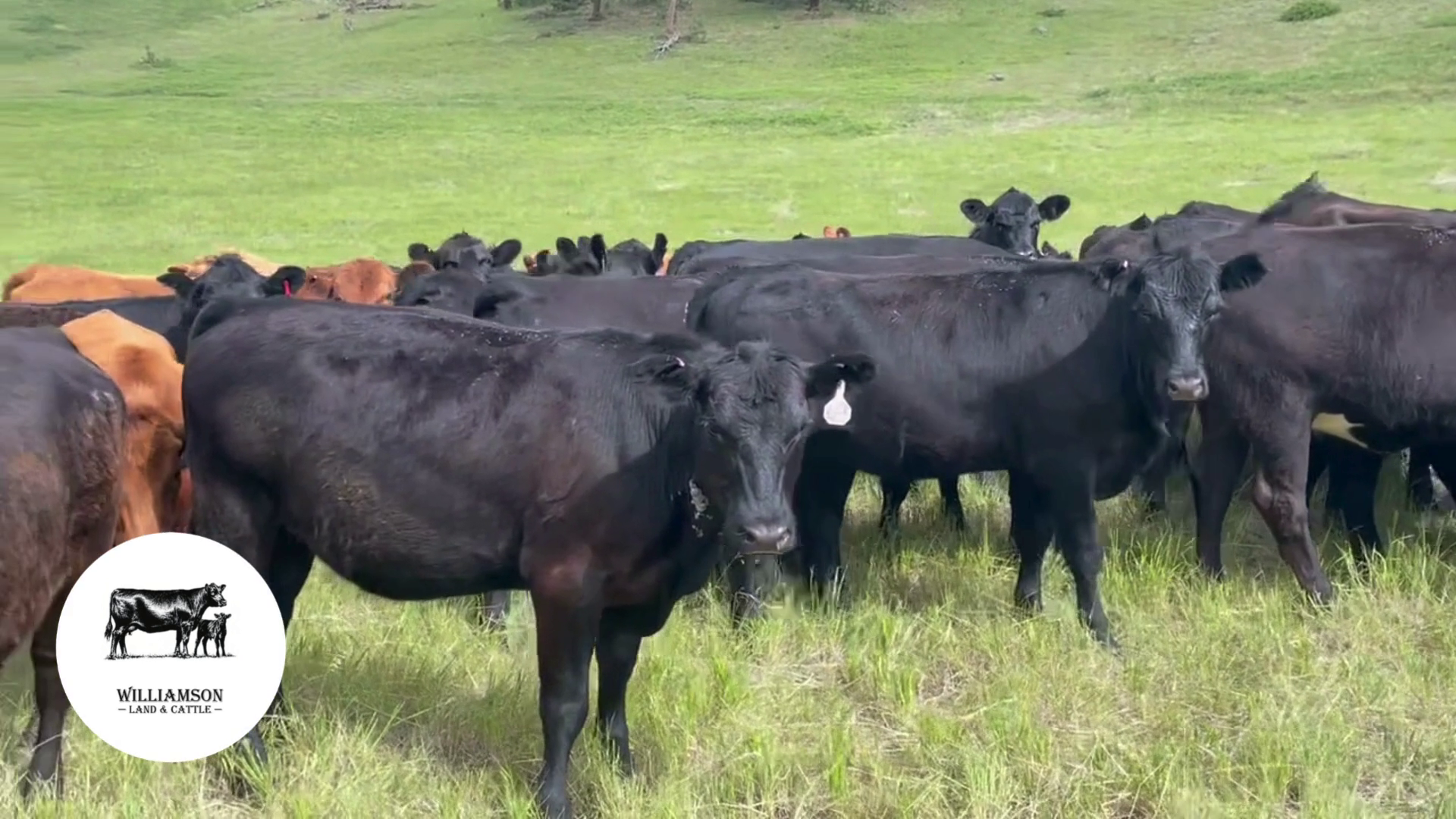 BH717C-360 Bred Heifers