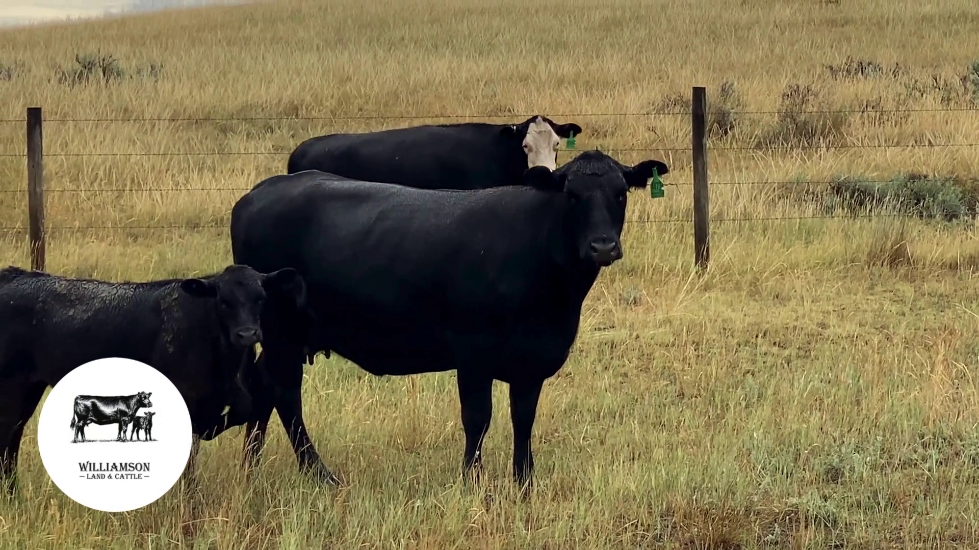 BC717D-110 Bred Cows