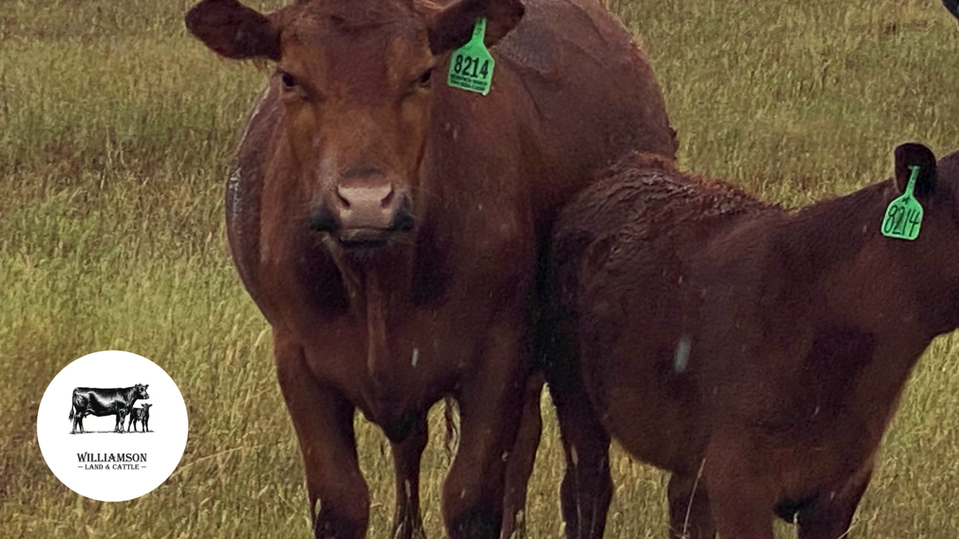 BC717E-200 Bred Cows