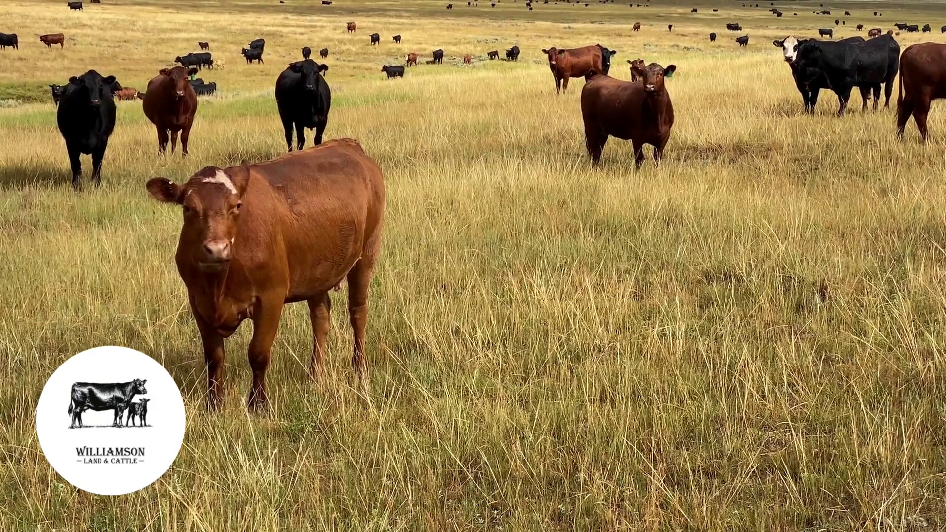 BC717E-200 Bred Cows