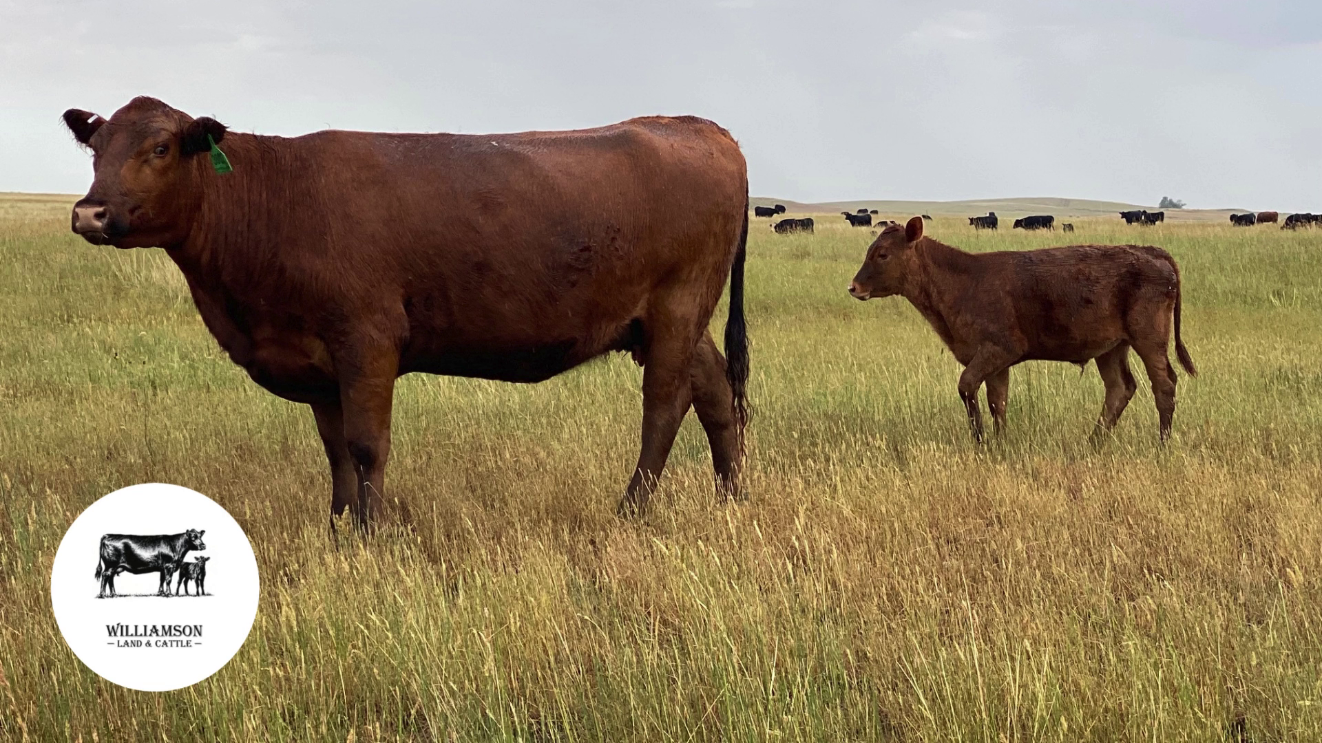 BC717E-200 Bred Cows