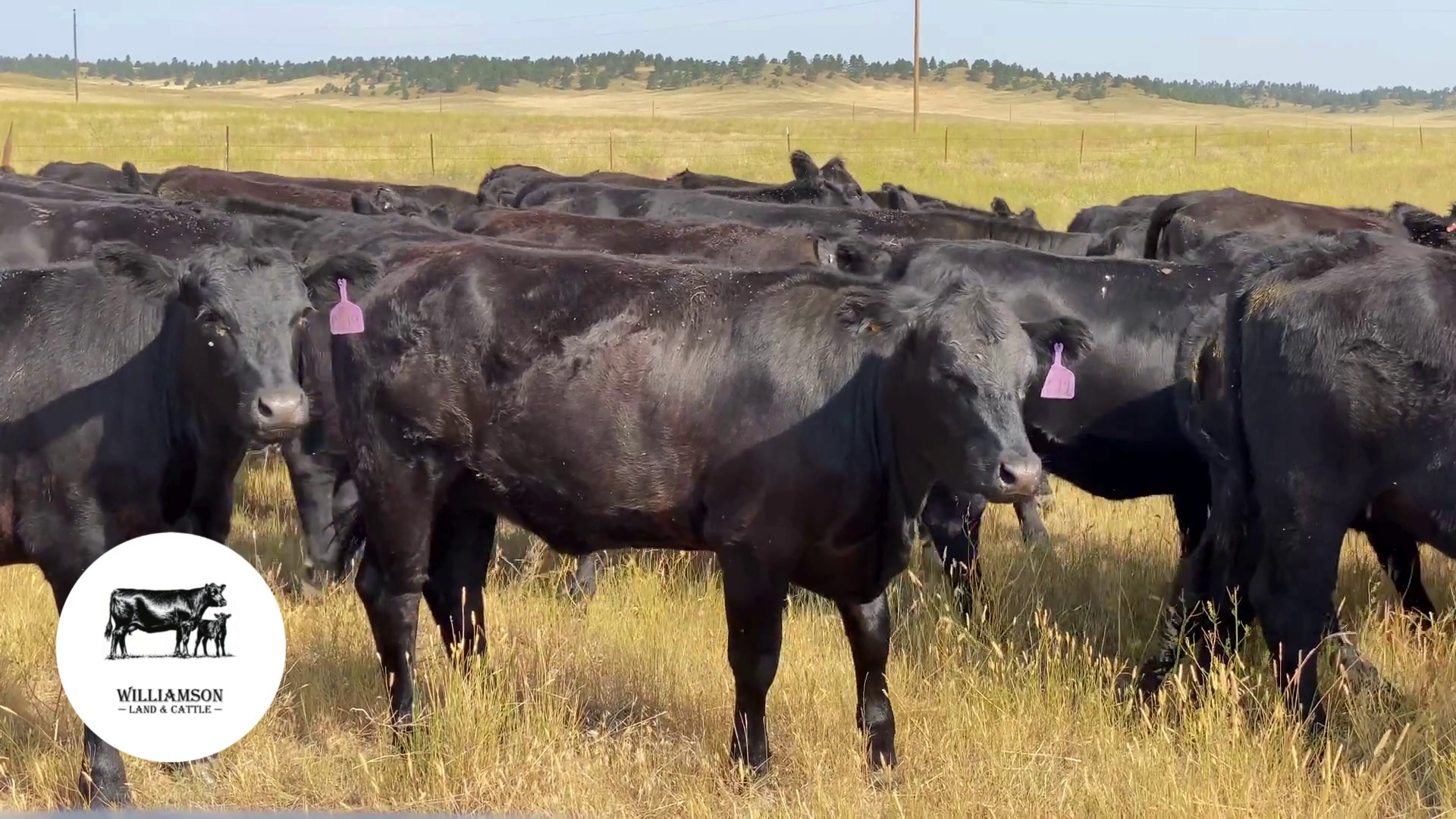 BH719A-300 Bred Heifers