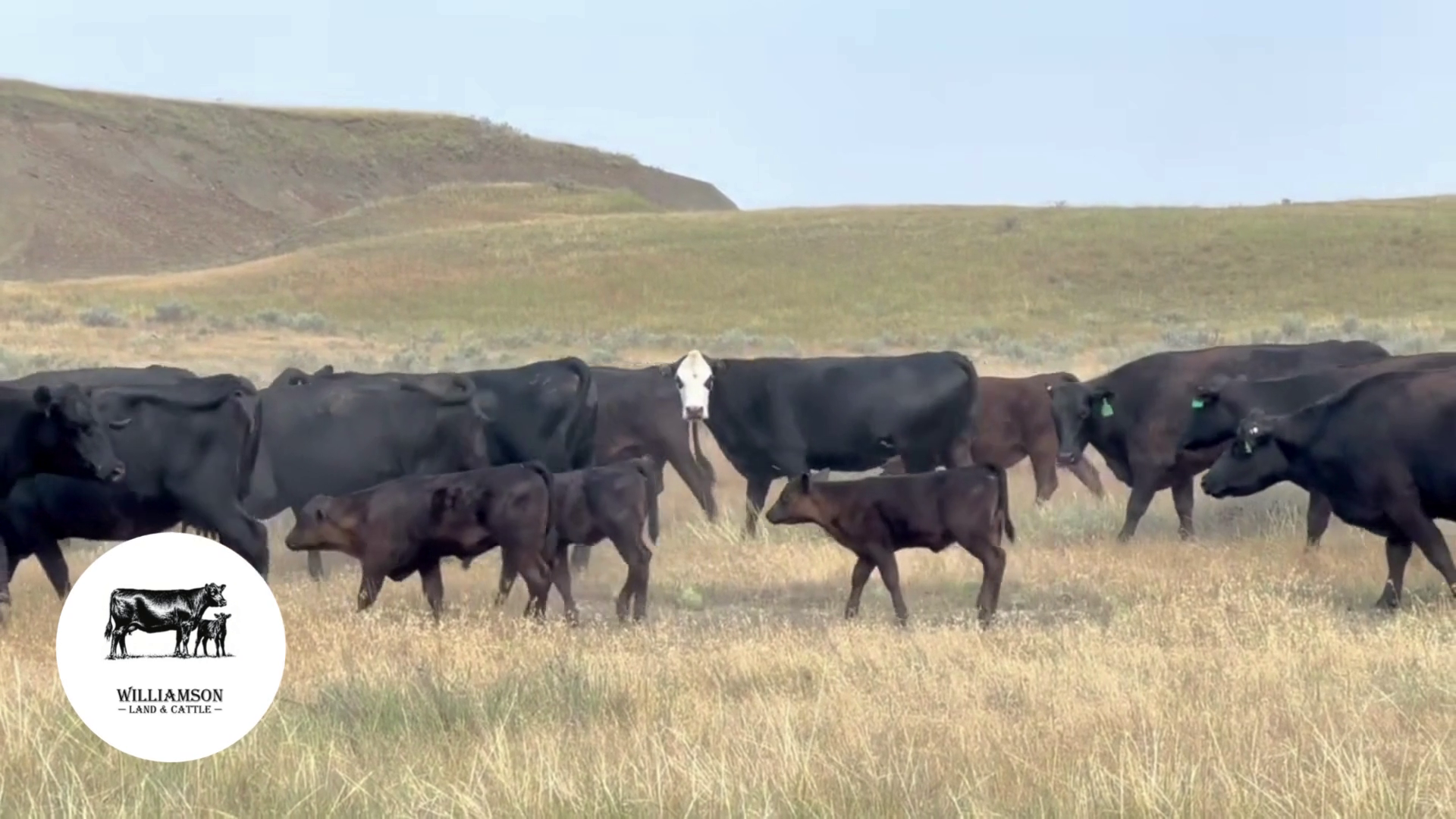 BC719B-400 Bred Cows