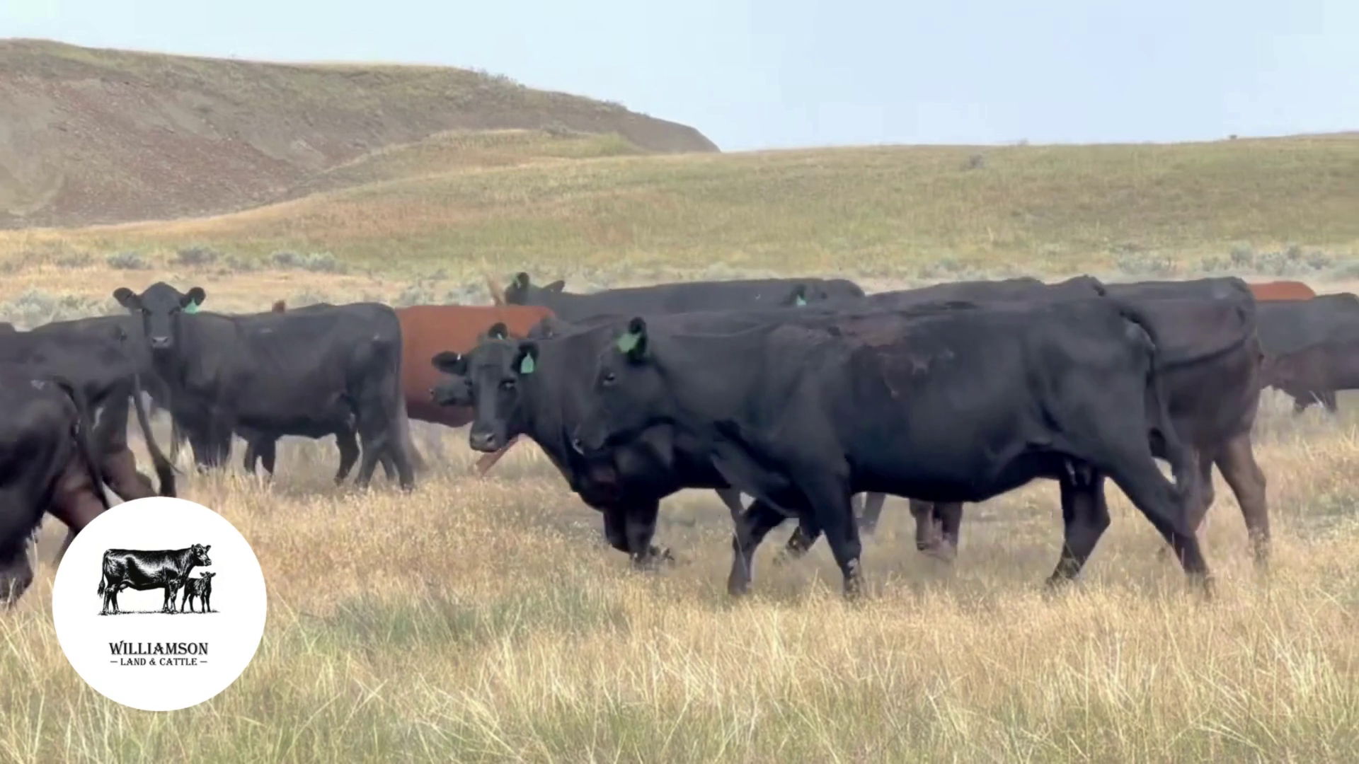 BC719B-236 Bred Cows