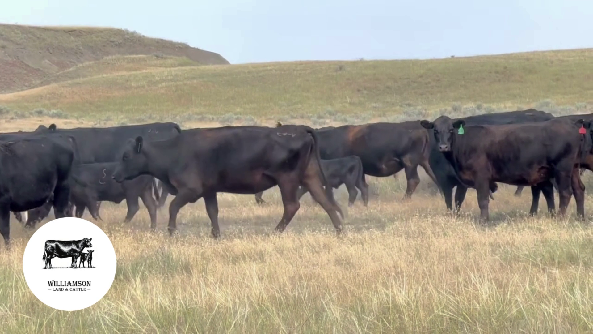 BC719B-400 Bred Cows