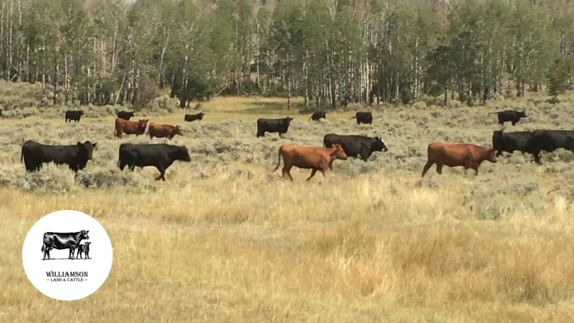 BC723A-600 Bred Cows