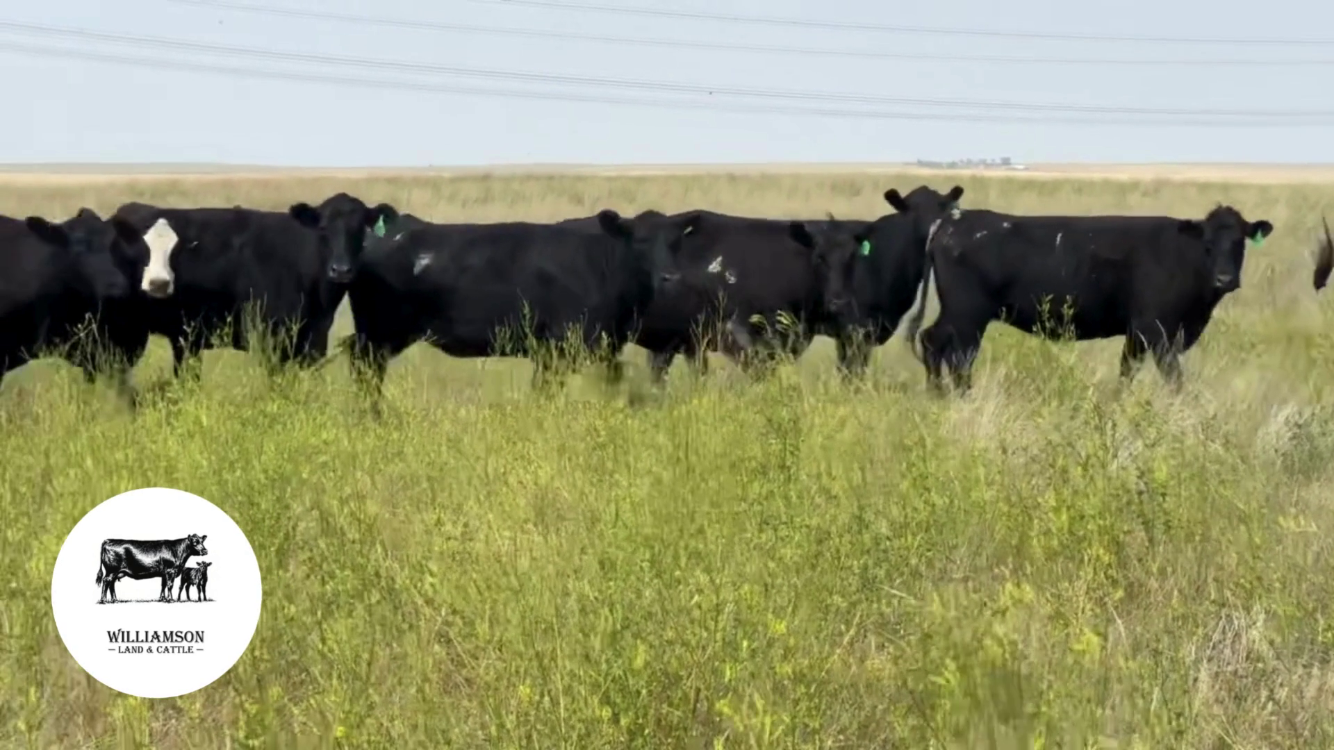 BC723B-180 Bred Cows