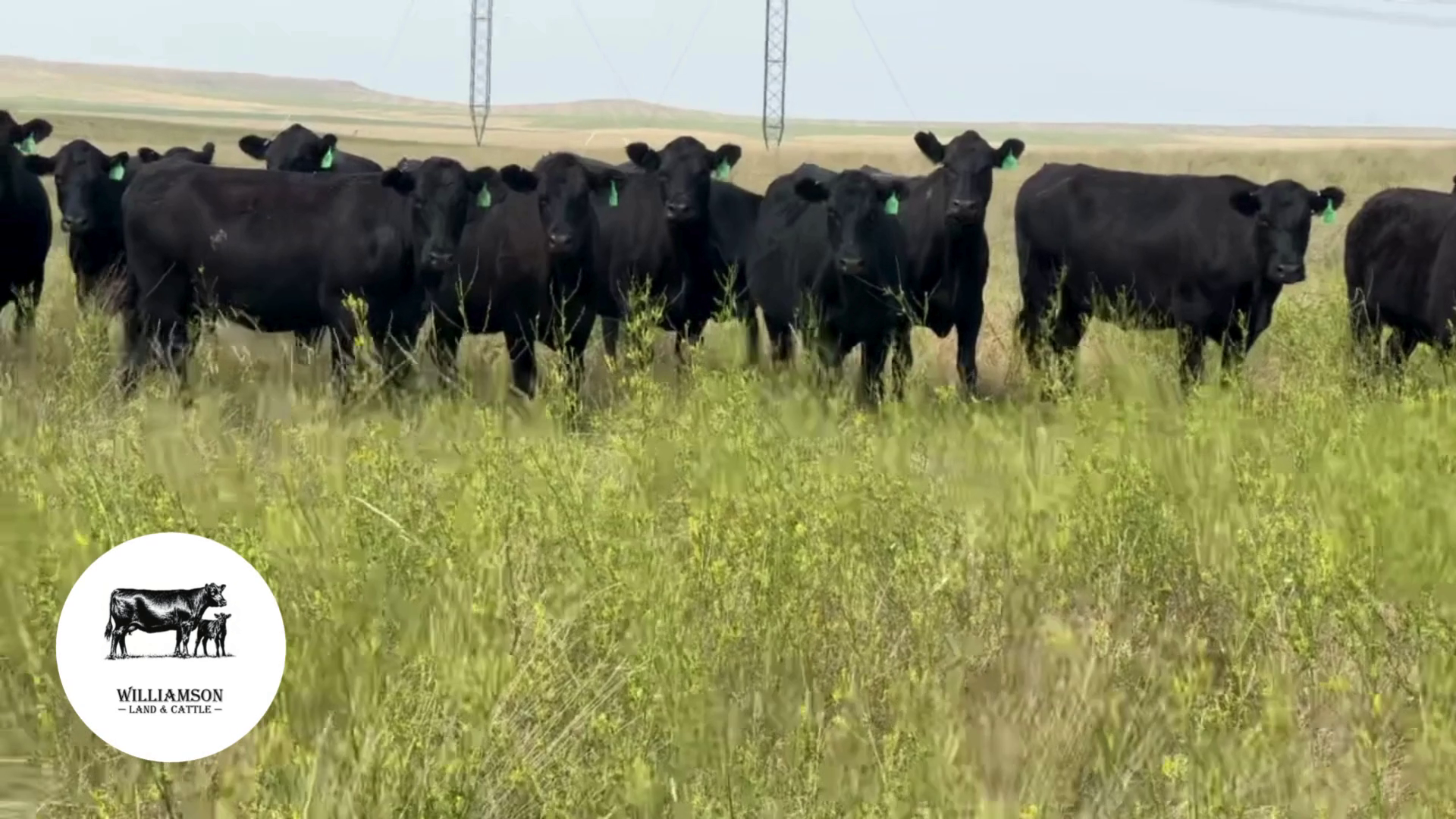 BC723B-180 Bred Cows