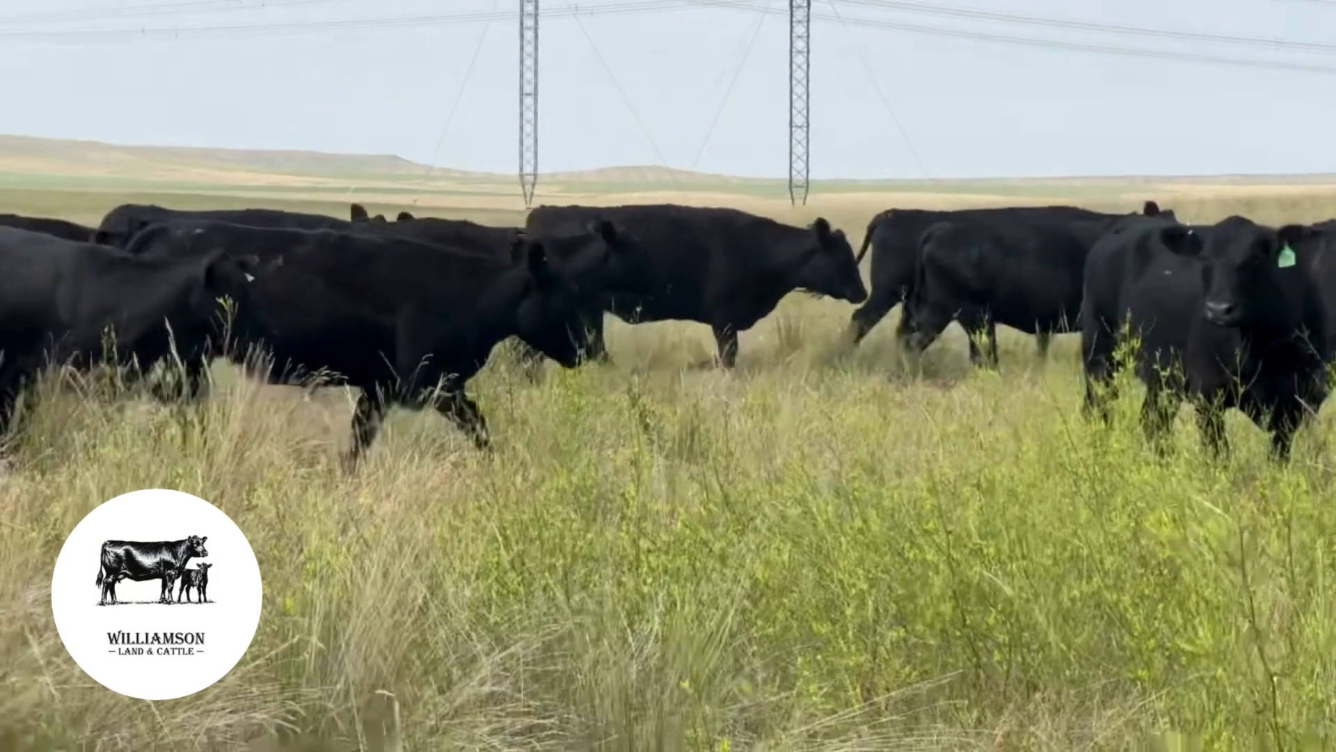 BC723B-180 Bred Cows