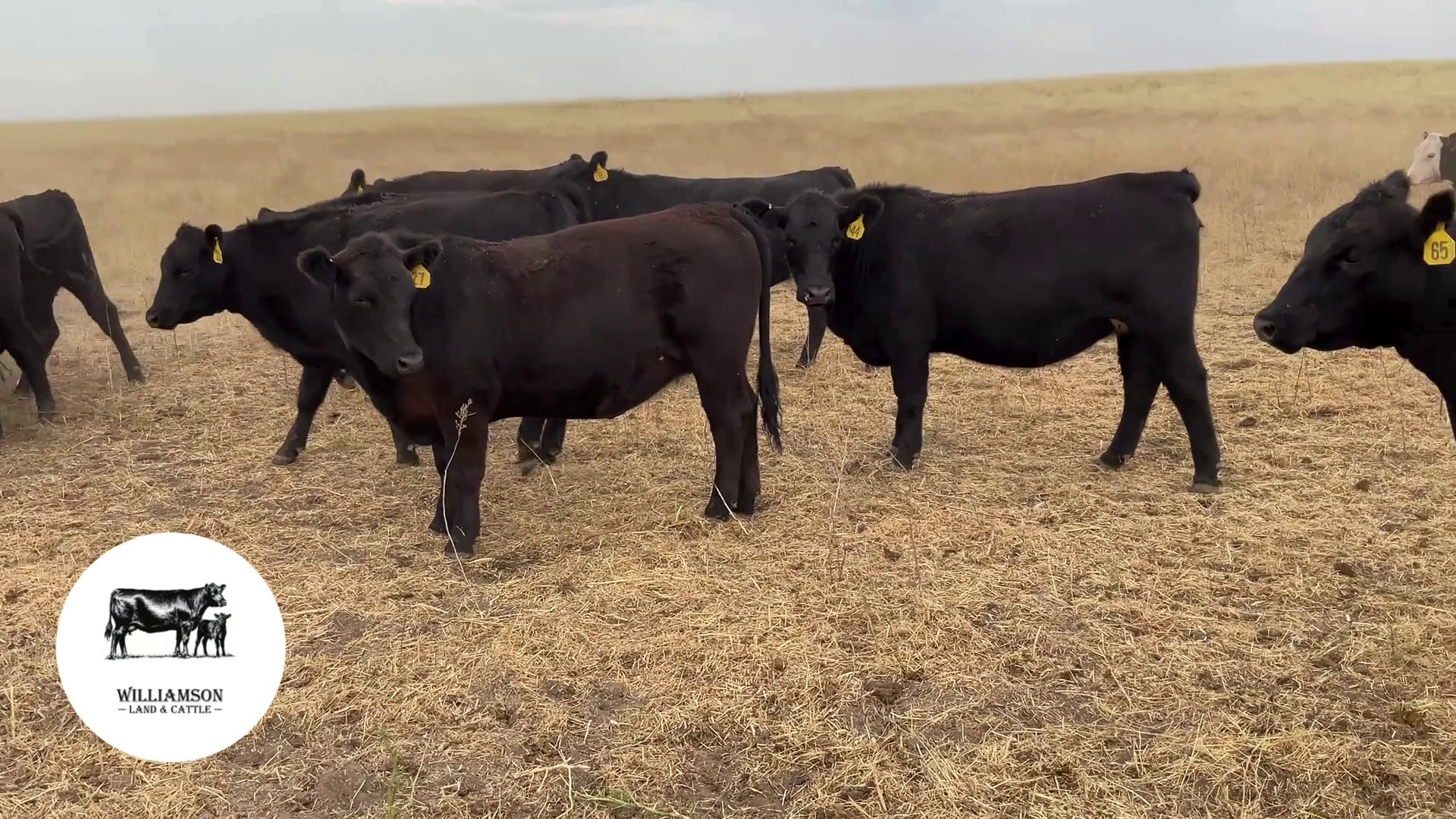 BH724B-199 Bred Heifers