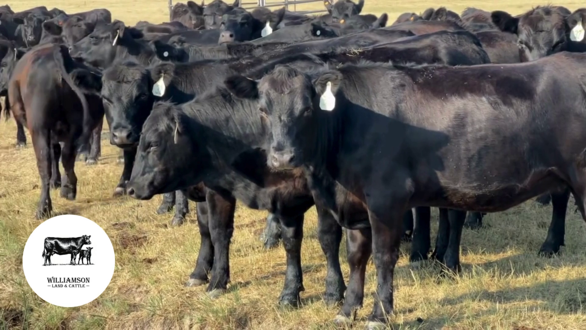 BH724C-155 Bred Heifers