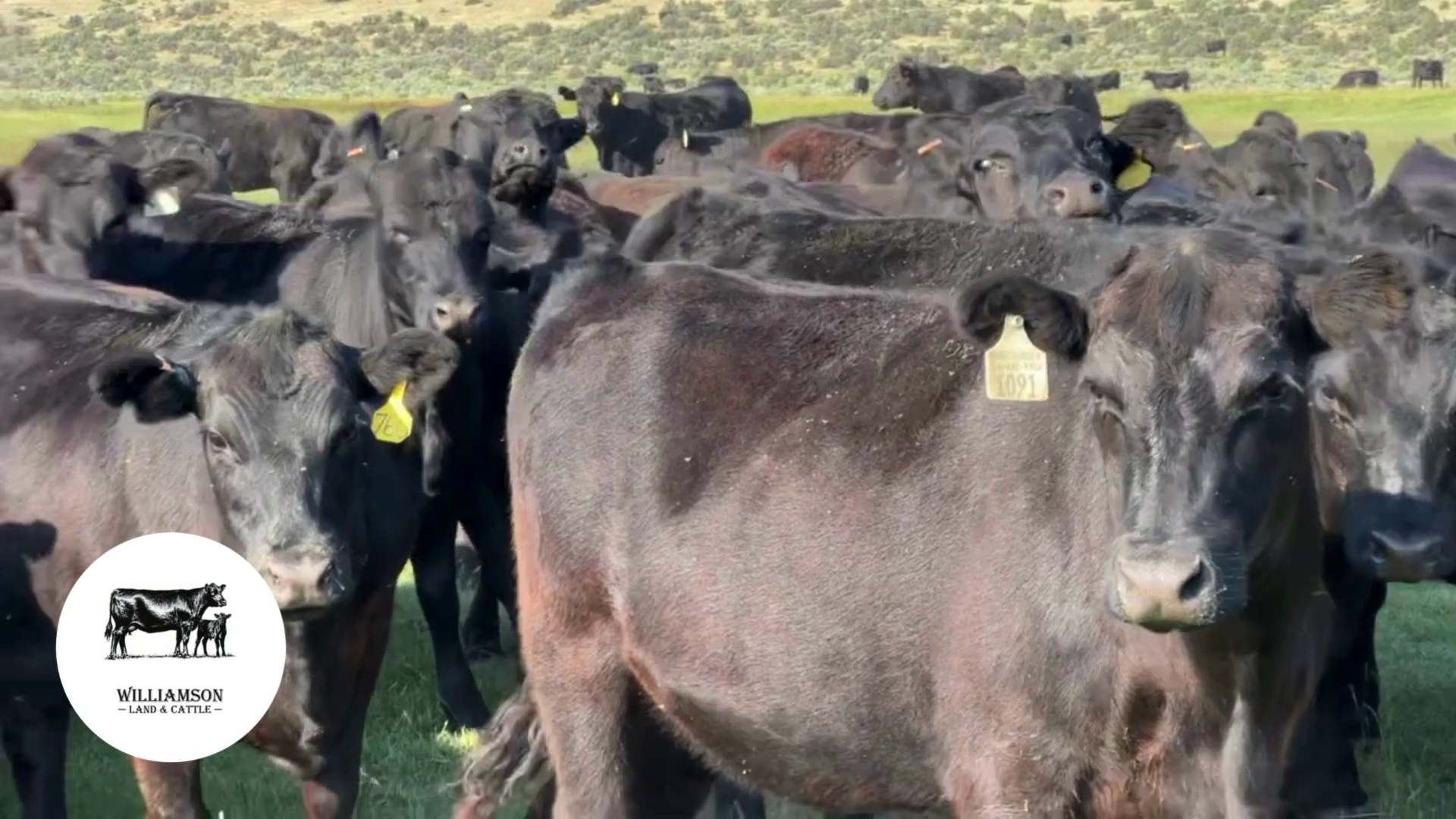 BH724D-180 Bred Heifers