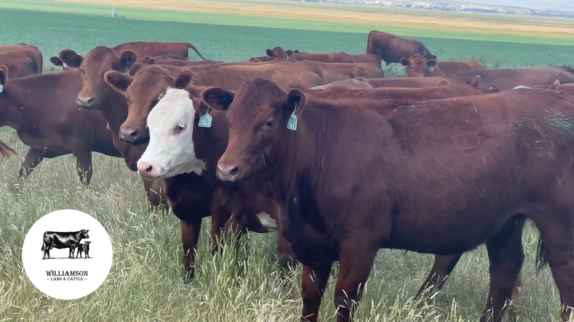 BH724E-72 Bred Heifers