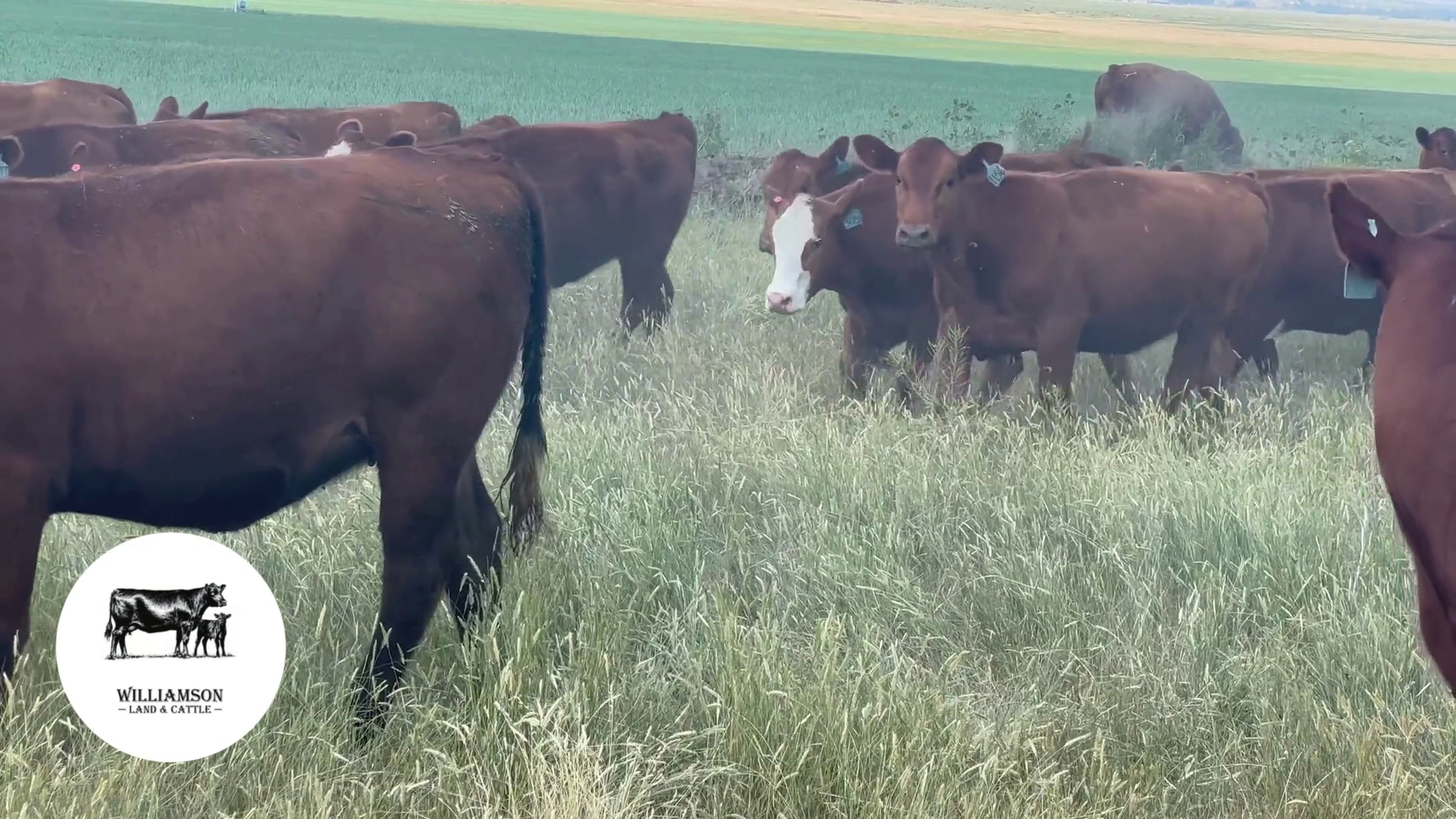 BH724E-72 Bred Heifers