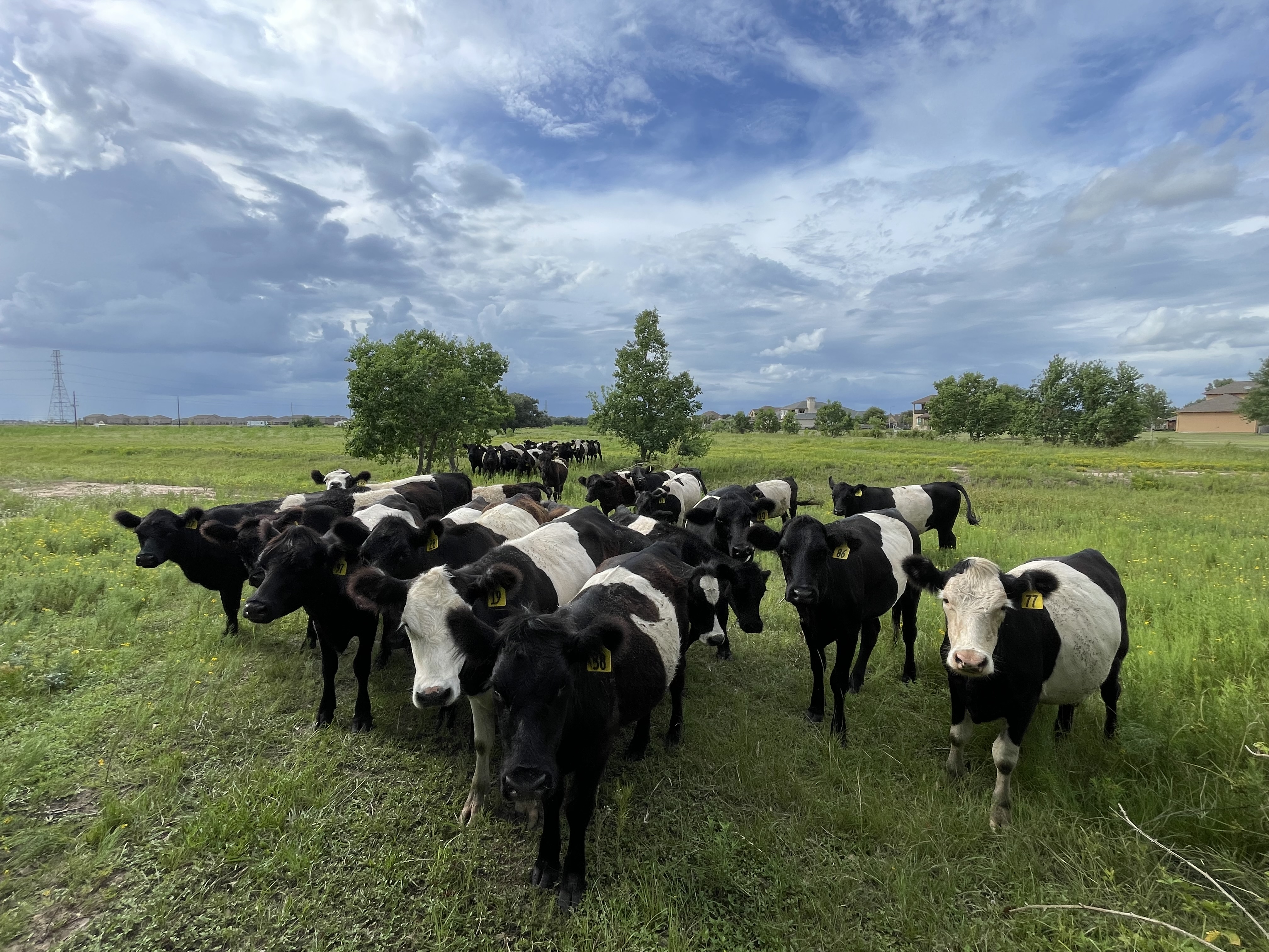 Belted heifers