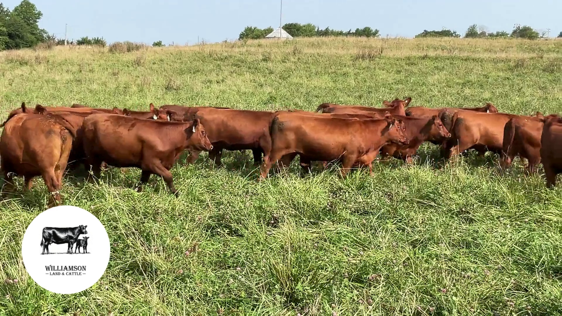 BH725A-130 Bred Heifers