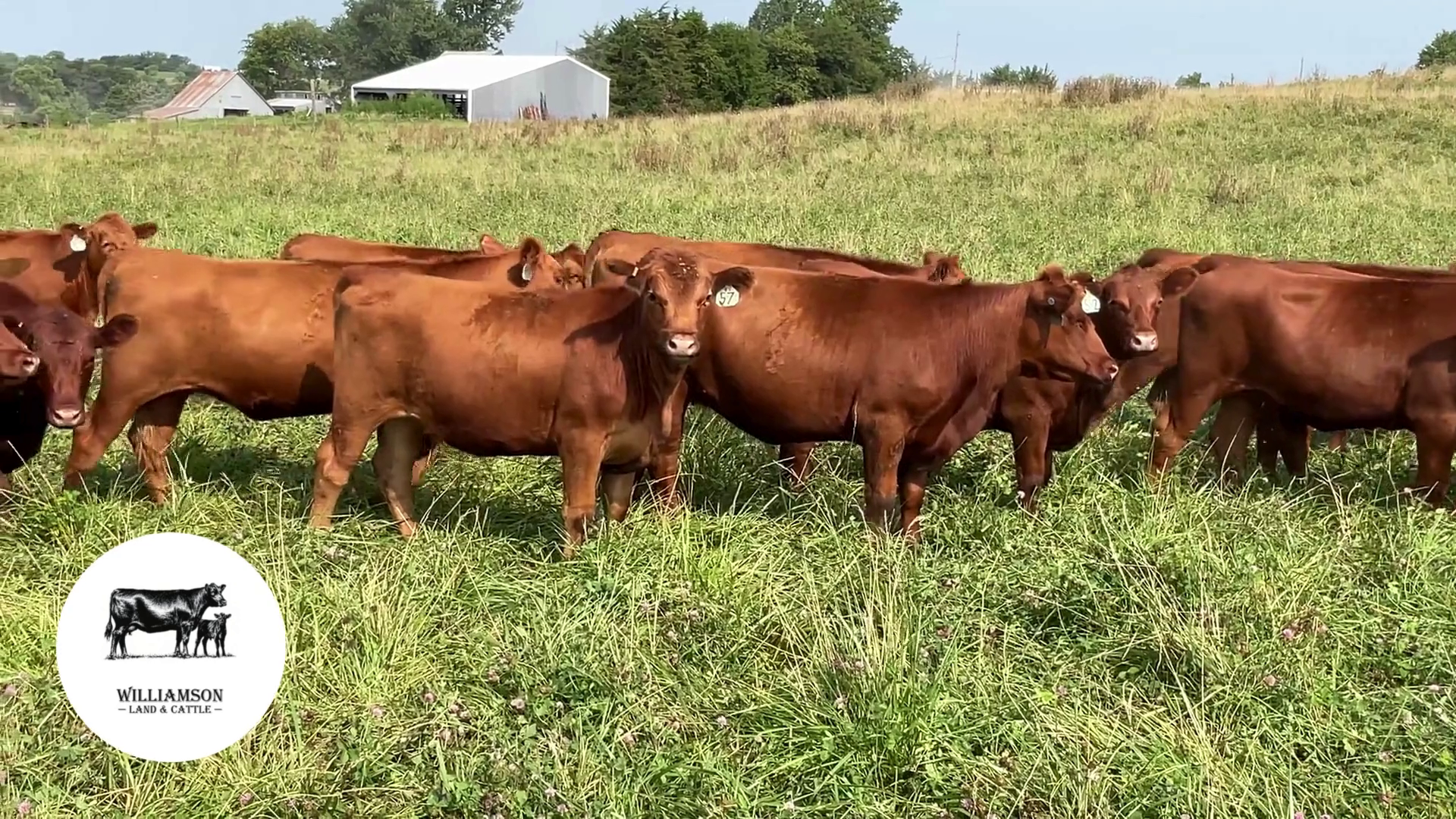 BH725A-130 Bred Heifers