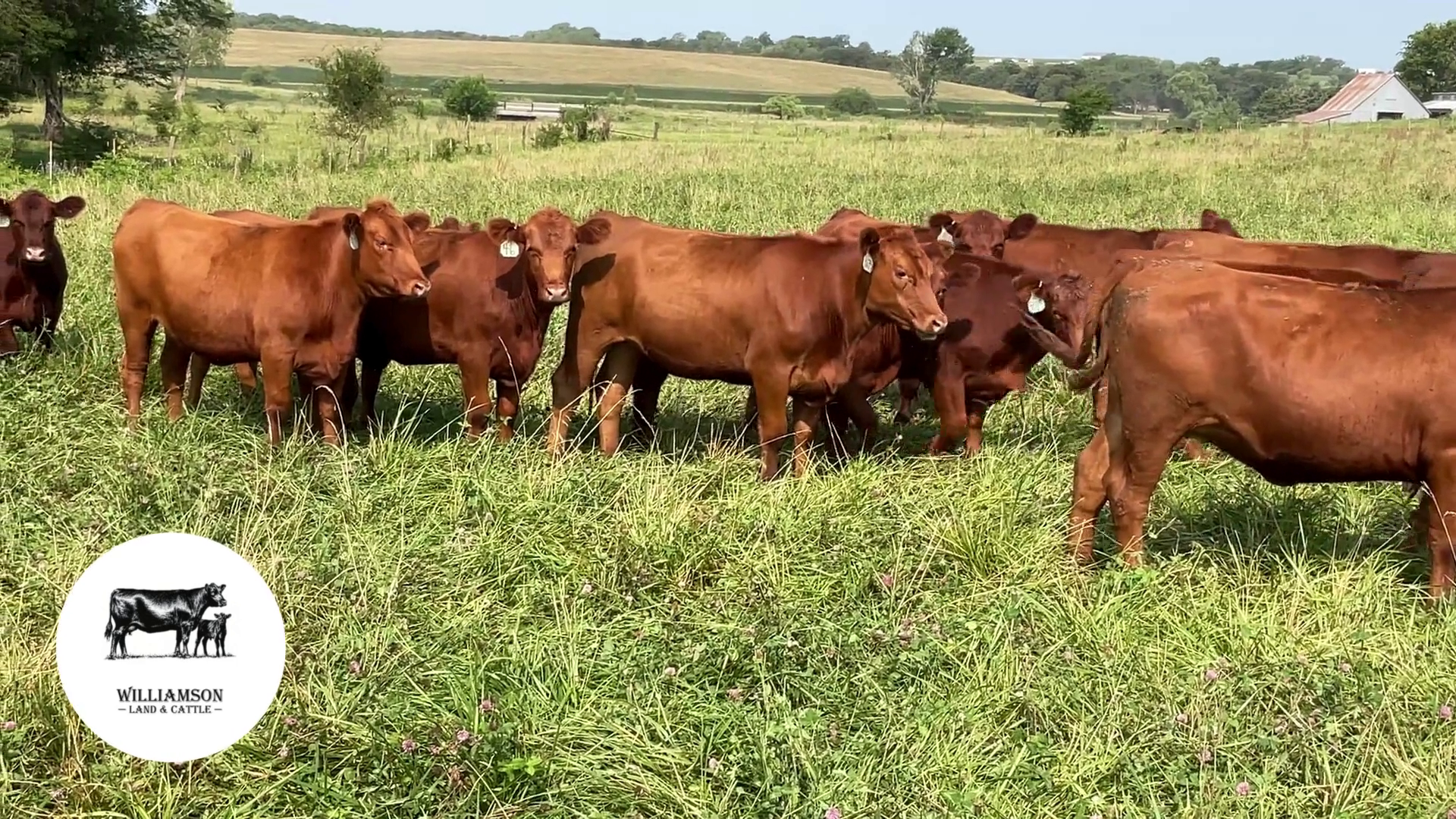 BH725A-130 Bred Heifers