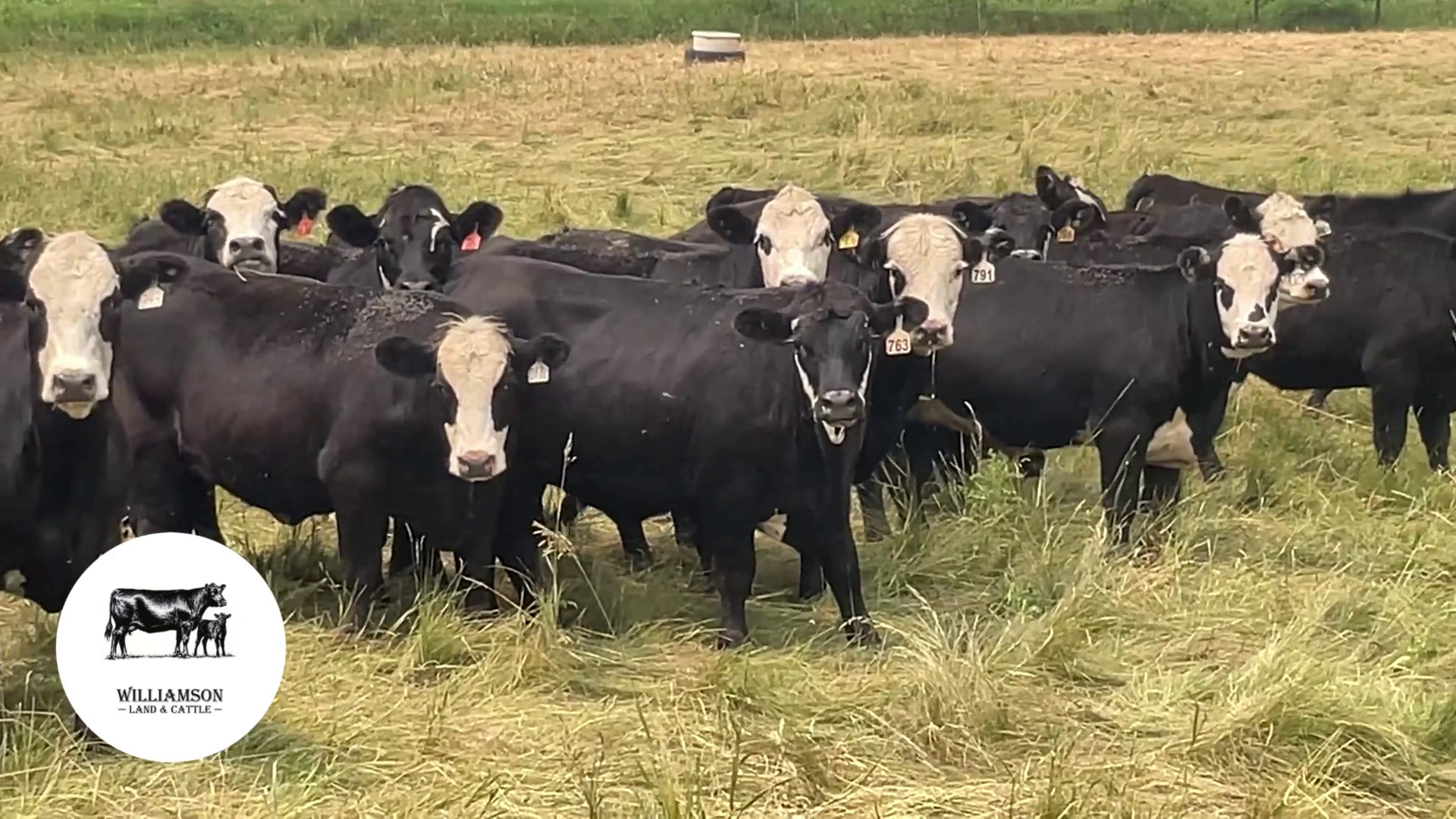 BH725B-78 Bred Heifers