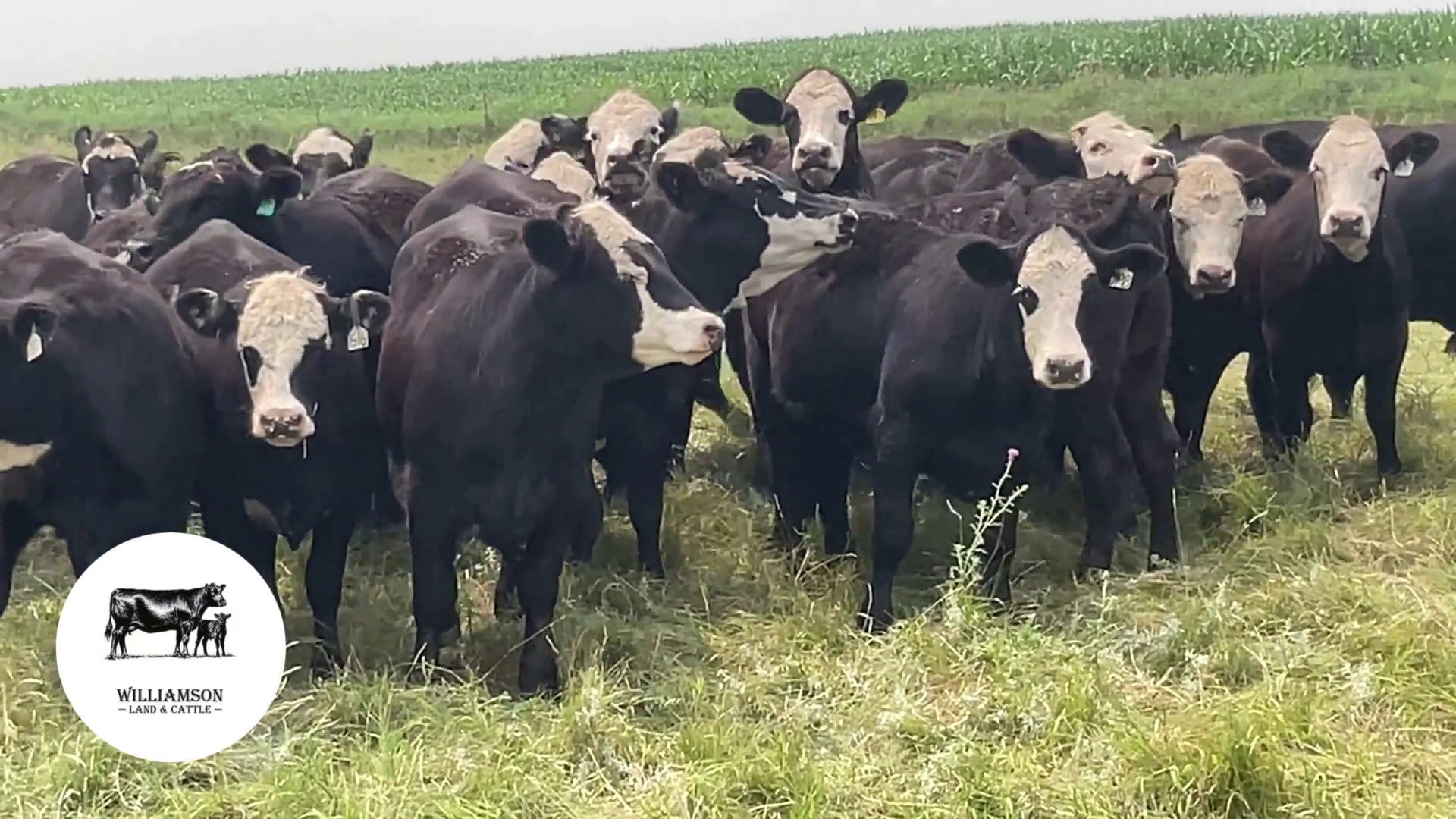 BH725B-78 Bred Heifers