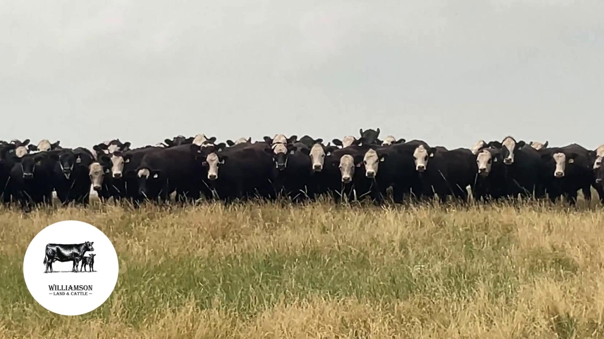 BH725B-84 Bred Heifers