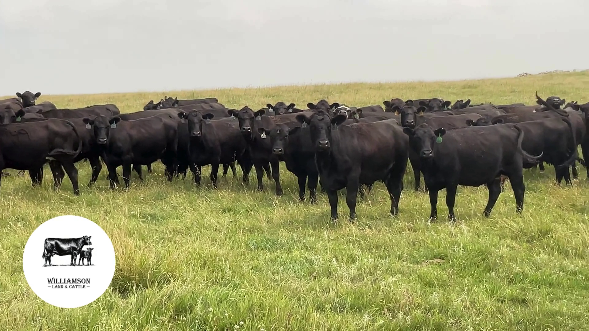 BC726A-135 Bred Cows