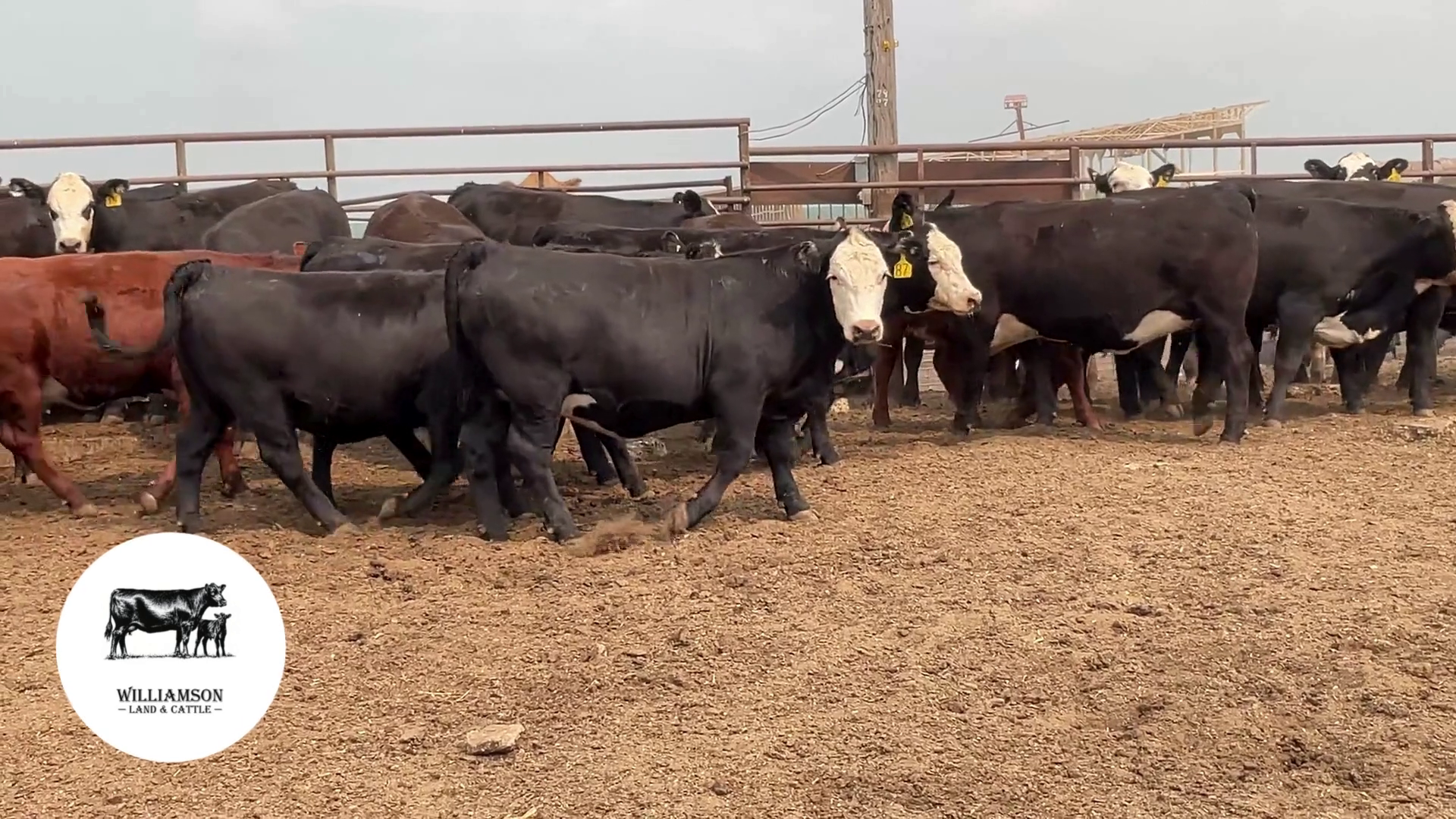 BH726B-98 Bred Heifers