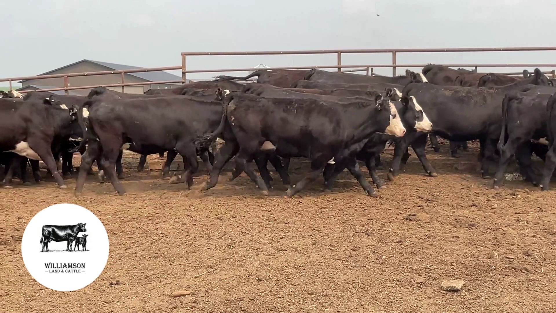 BH726B-100 Bred Heifers