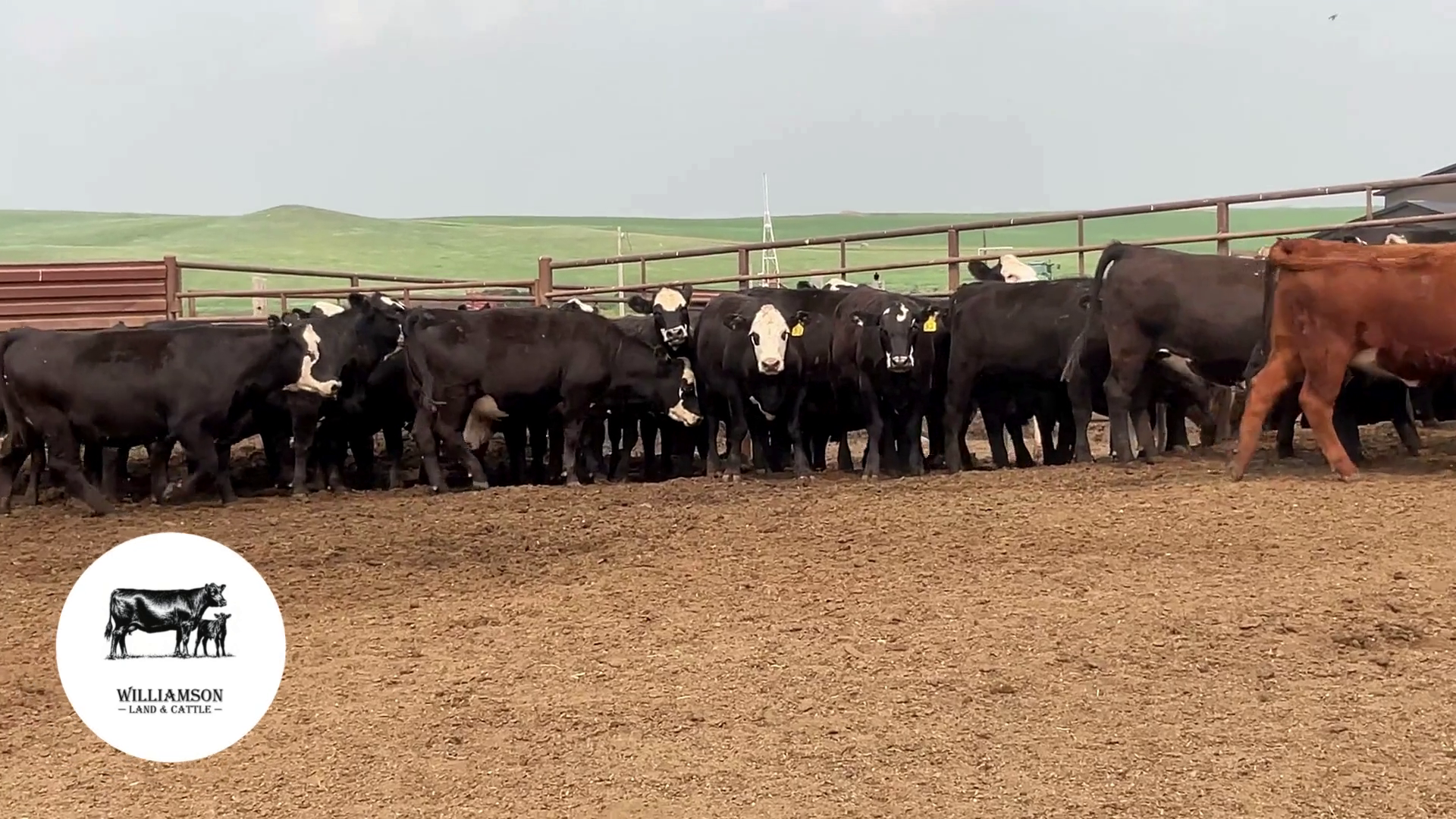 BH726B-100 Bred Heifers