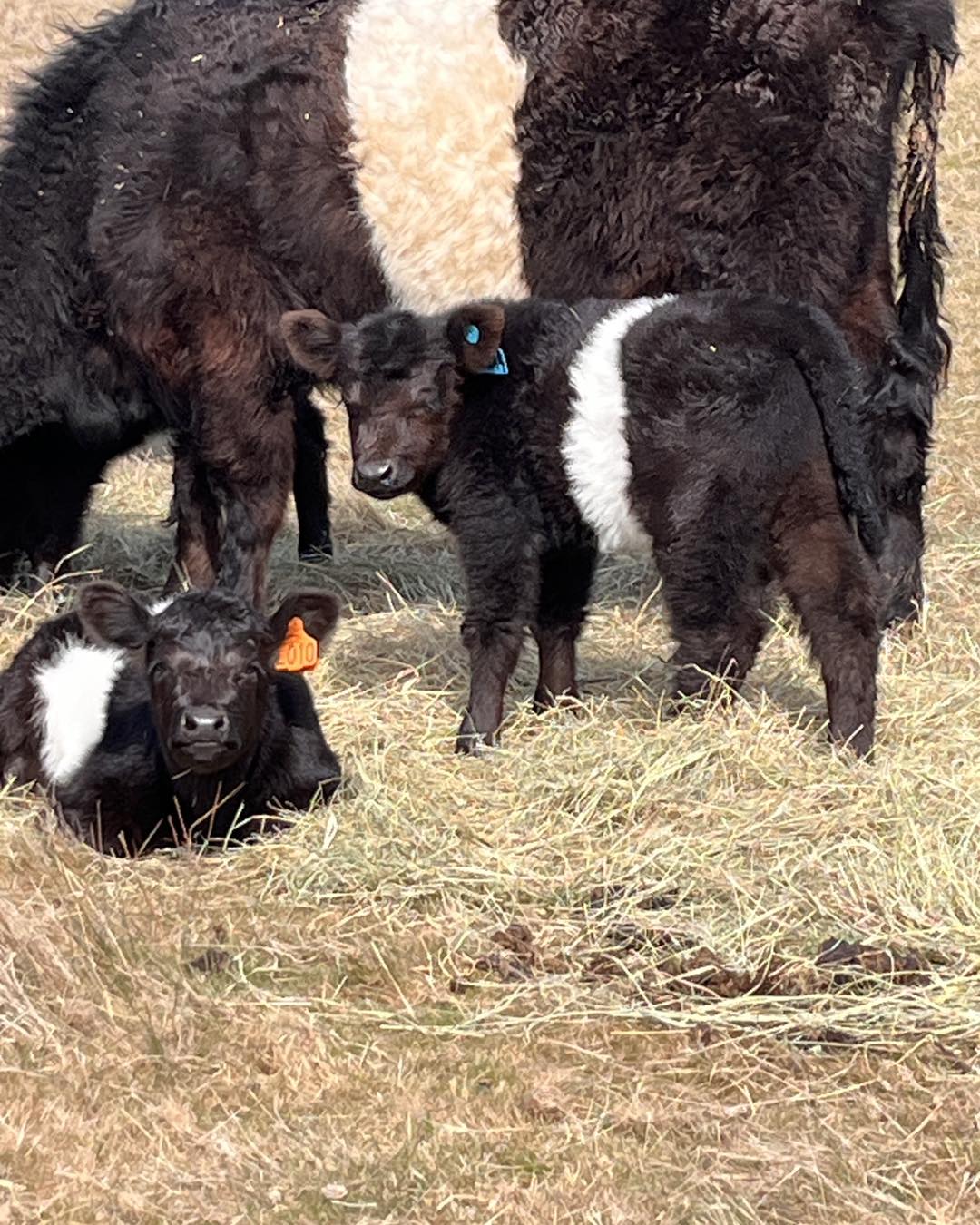 Belted Galloway Cow/calf pairs for sale