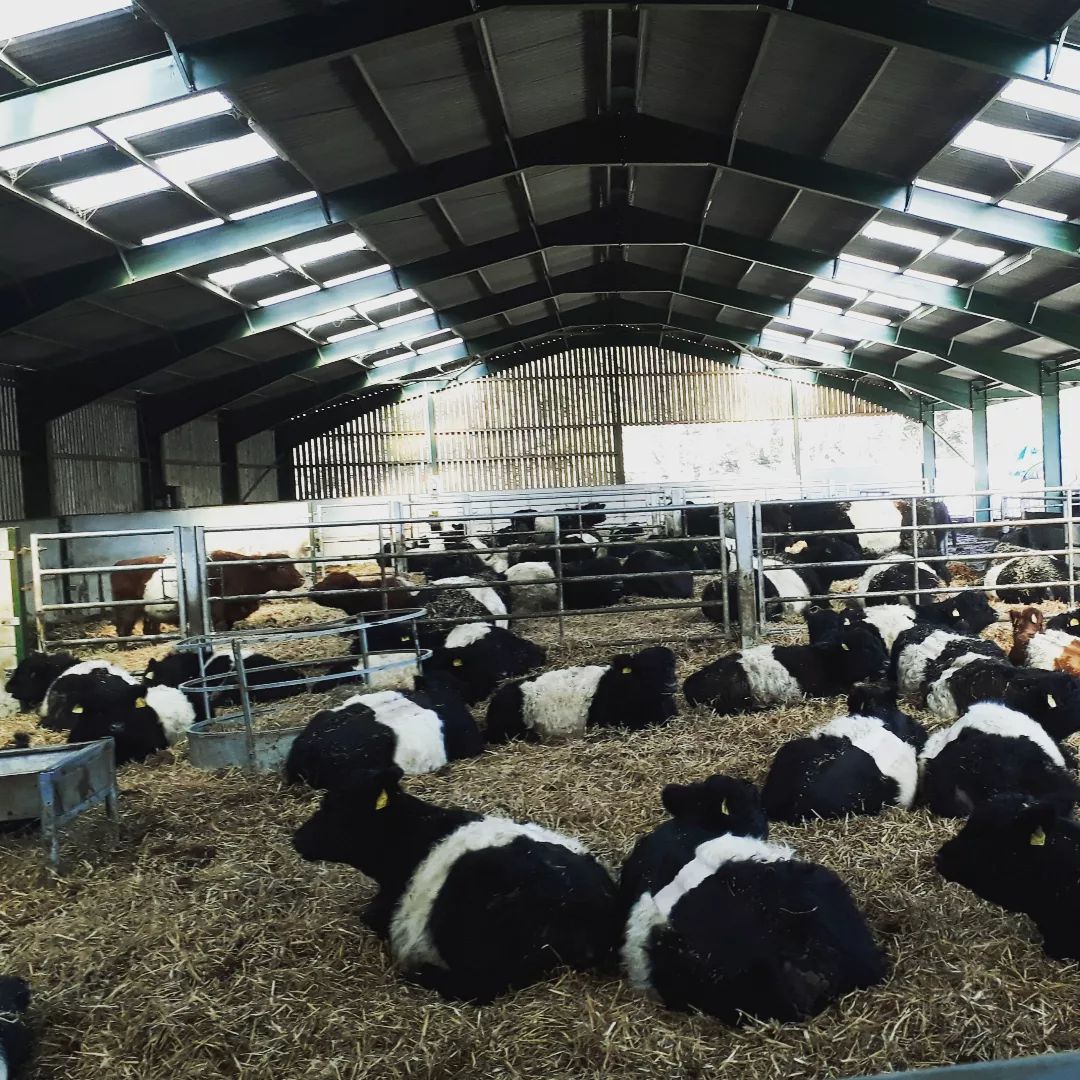 Bred and Open Belted Galloway heifers for sale