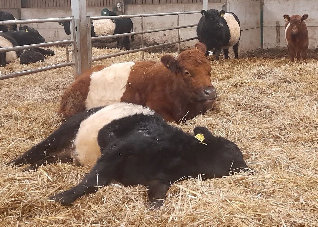 Bred and Open Belted Galloway heifers for sale