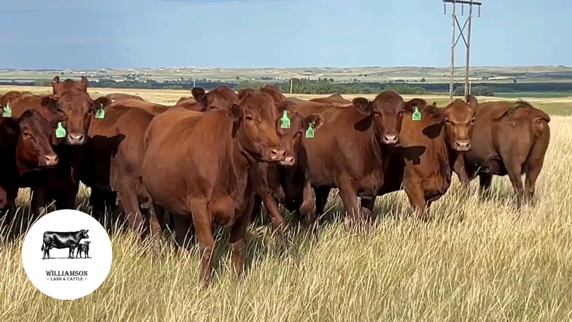 BC718B-90 Bred Cows