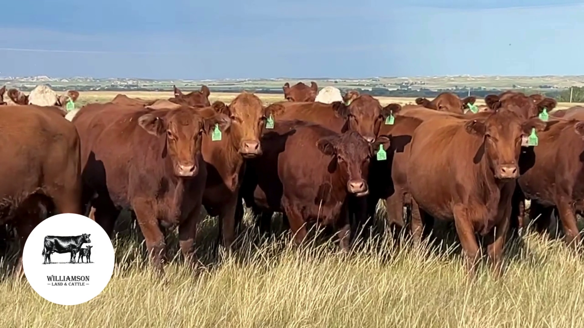 BC718B-90 Bred Cows