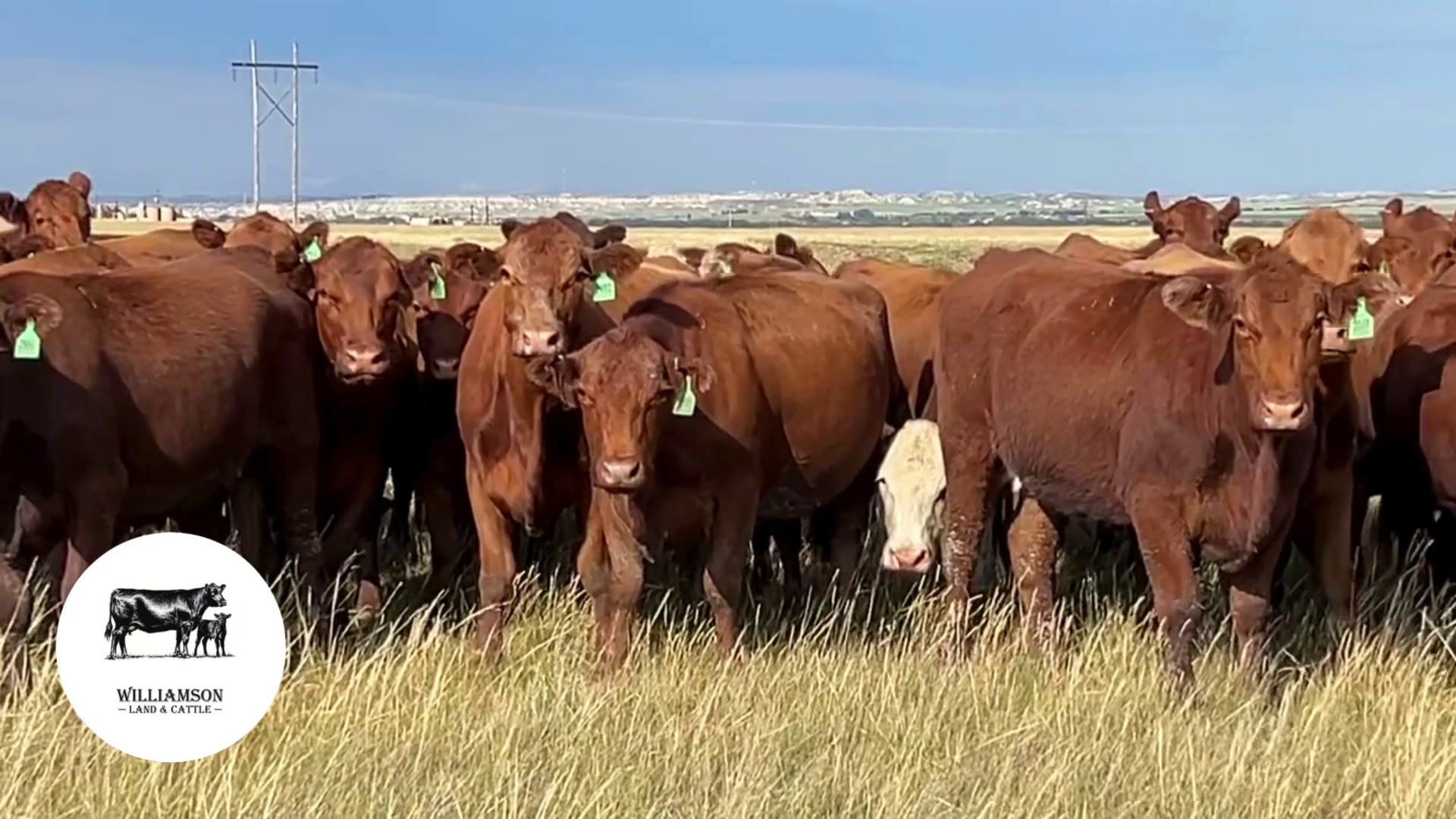 BC718B-90 Bred Cows