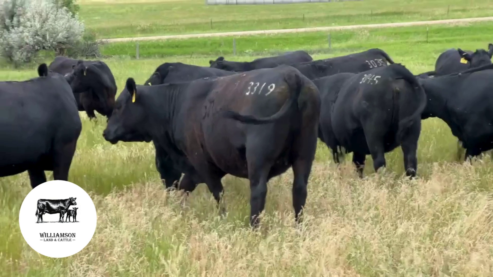 BH801A-15 Bred Heifers