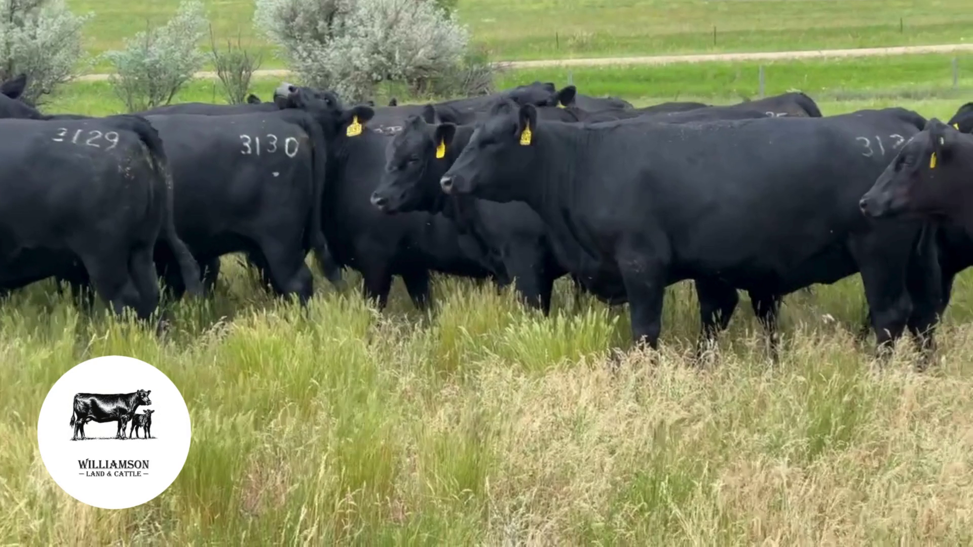 BH801A-15 Bred Heifers