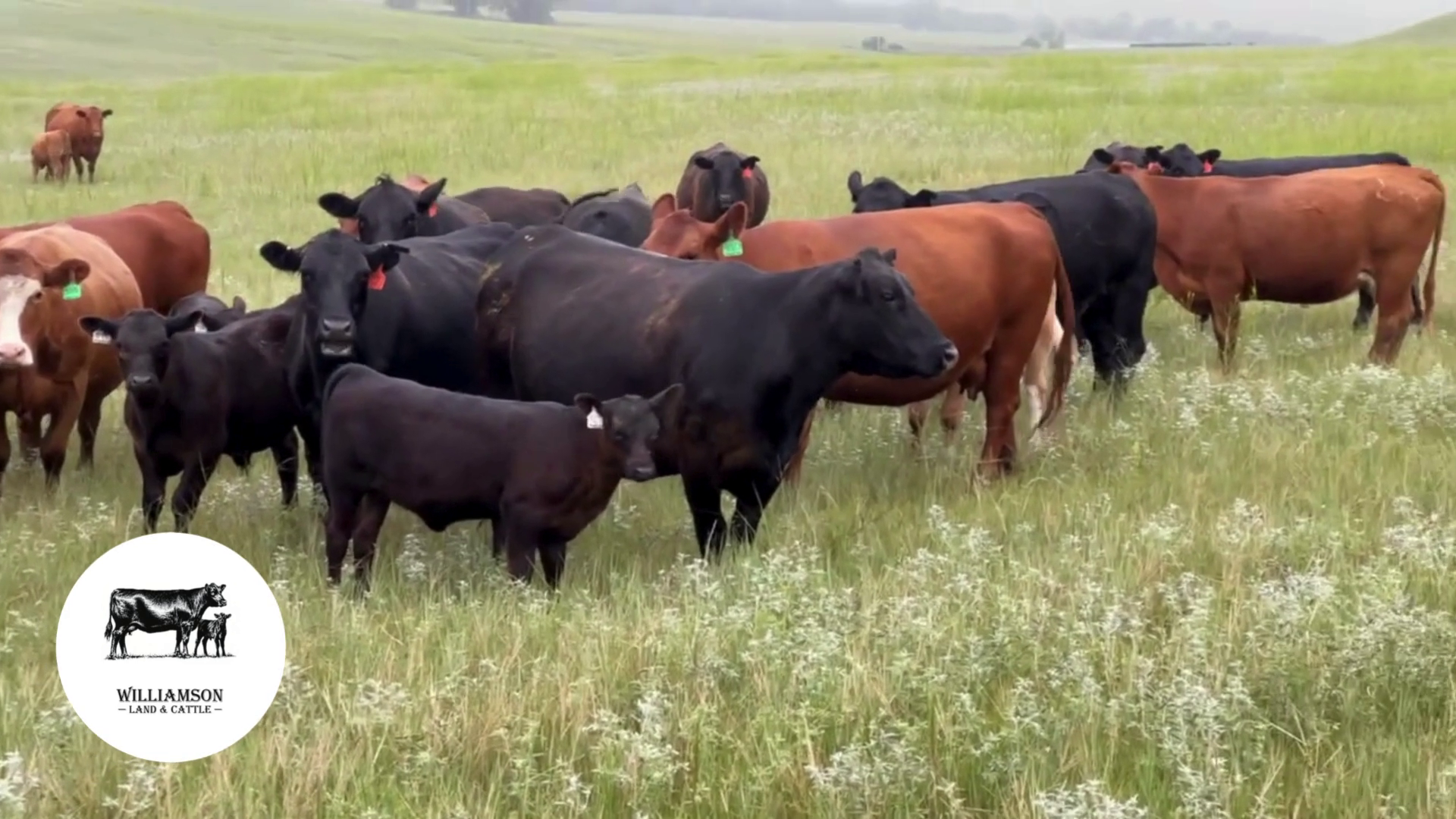 BC801B-45 Bred Cows