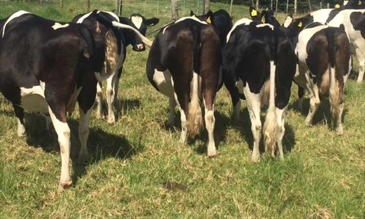 Bred / Open  Holstein heifers , milking cows and calves