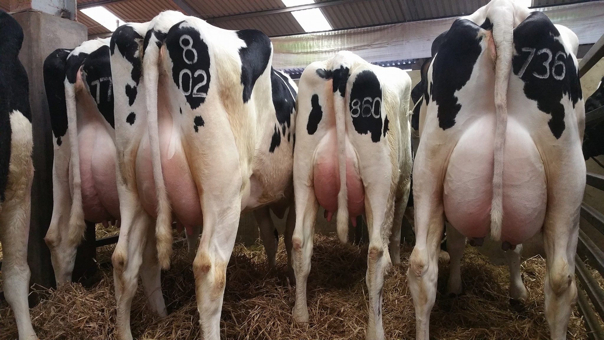 Bred / Open  Holstein heifers , milking cows and calves