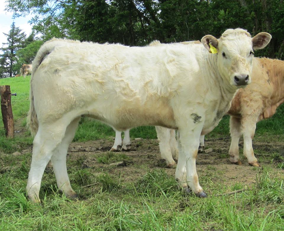 Angus stockers and other cattle for sale