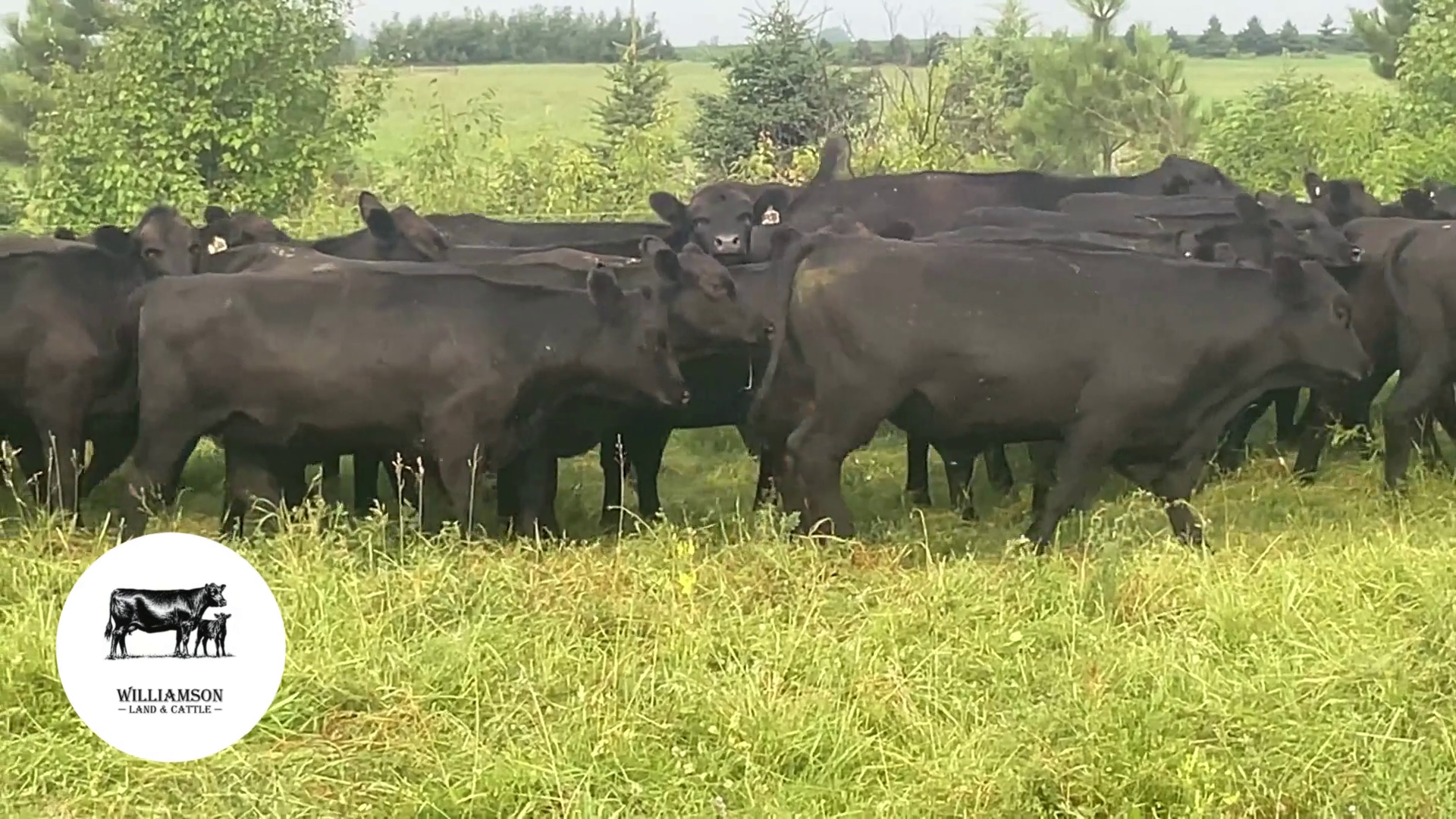 BH805A-28 Bred Heifers