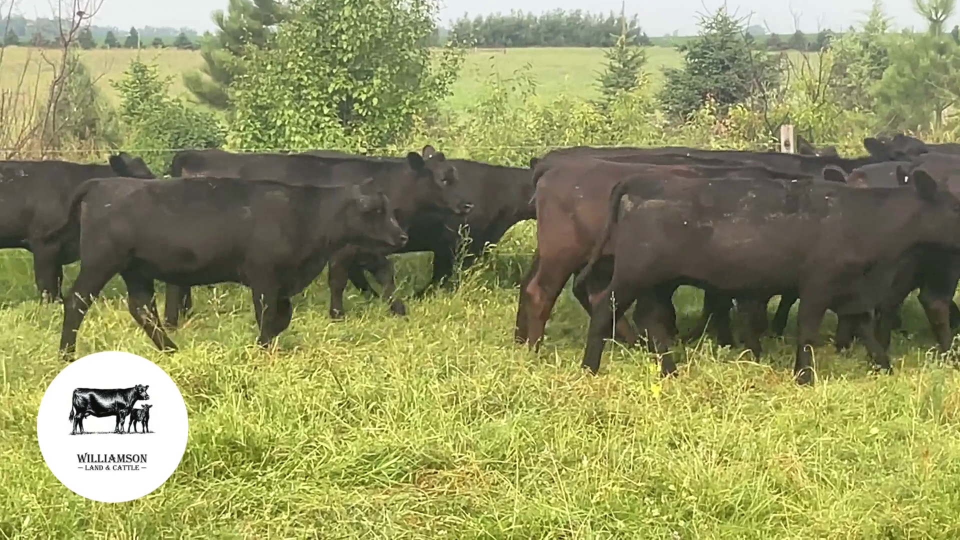 BH805A-28 Bred Heifers