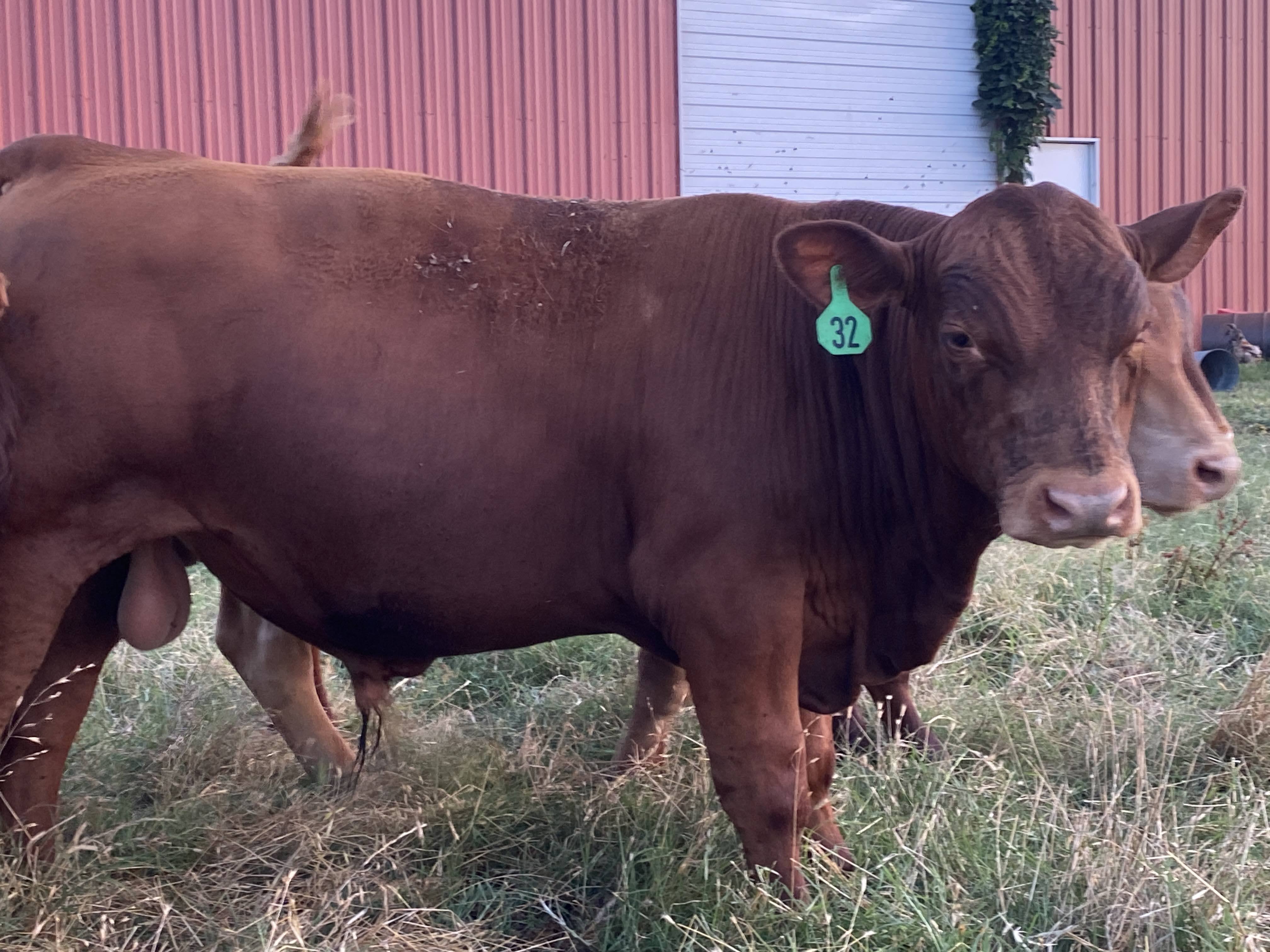 Percentage South Poll Bulls For Sale