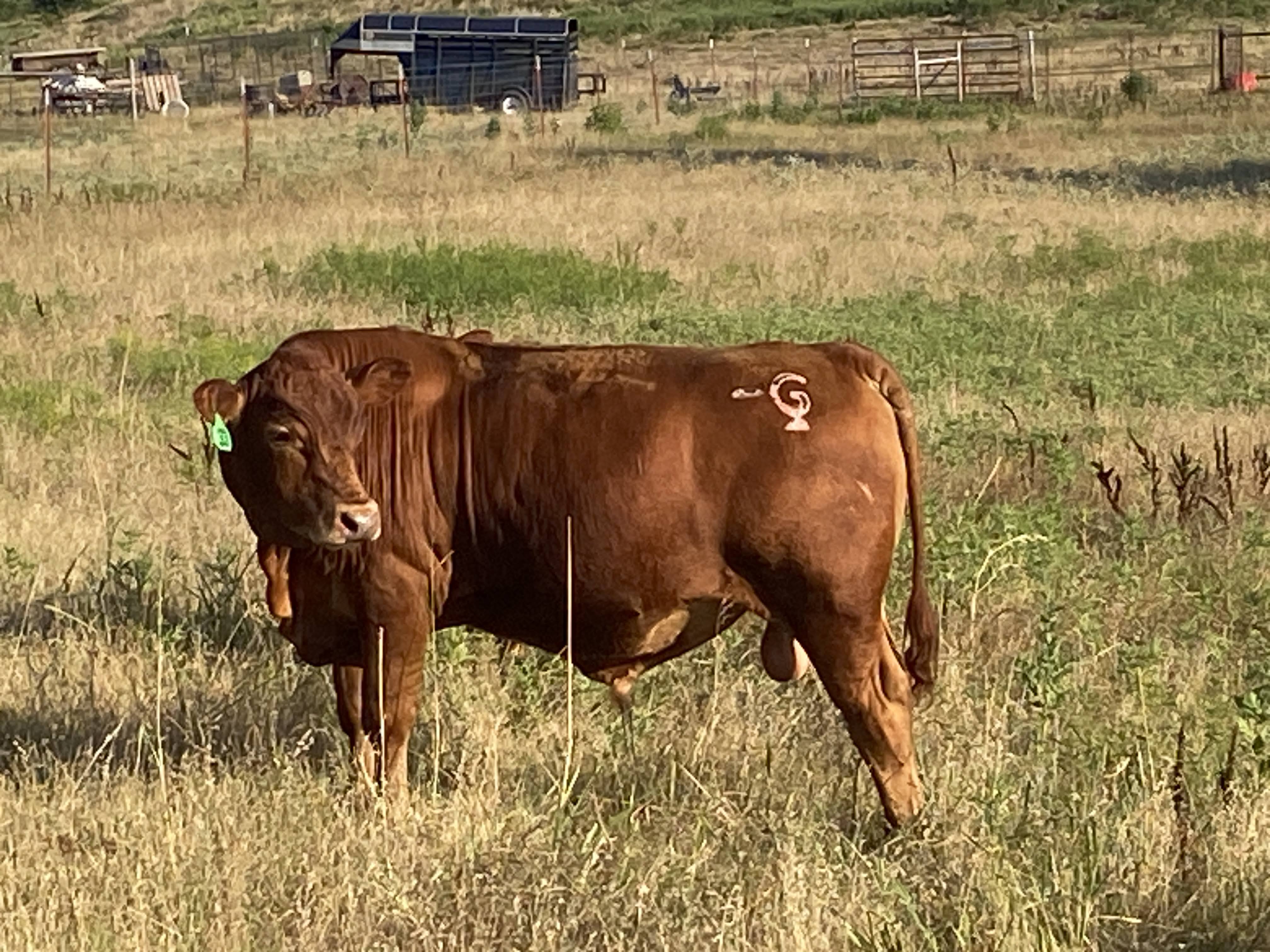 Percentage South Poll Bulls For Sale