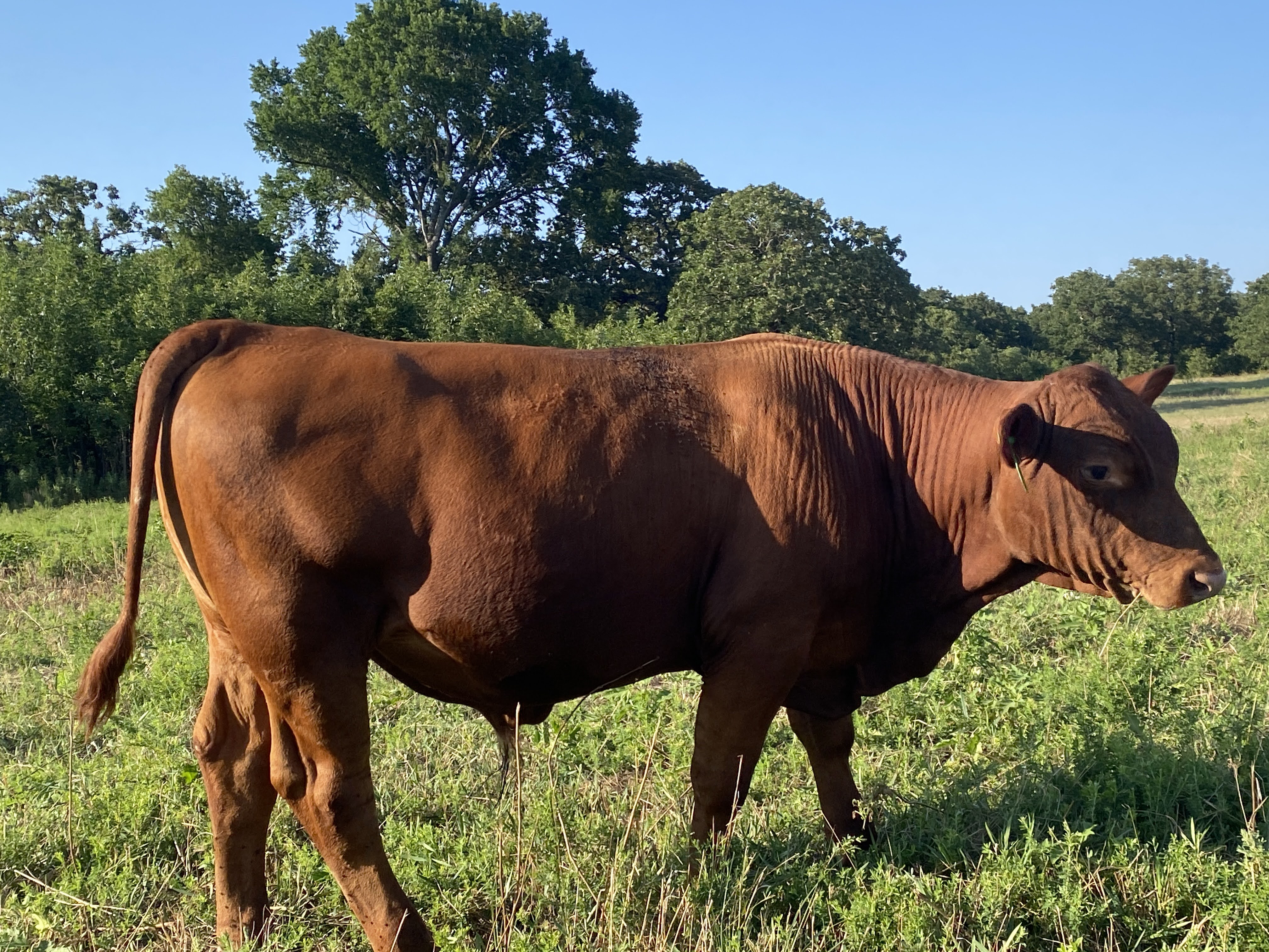 Percentage South Poll Bulls For Sale