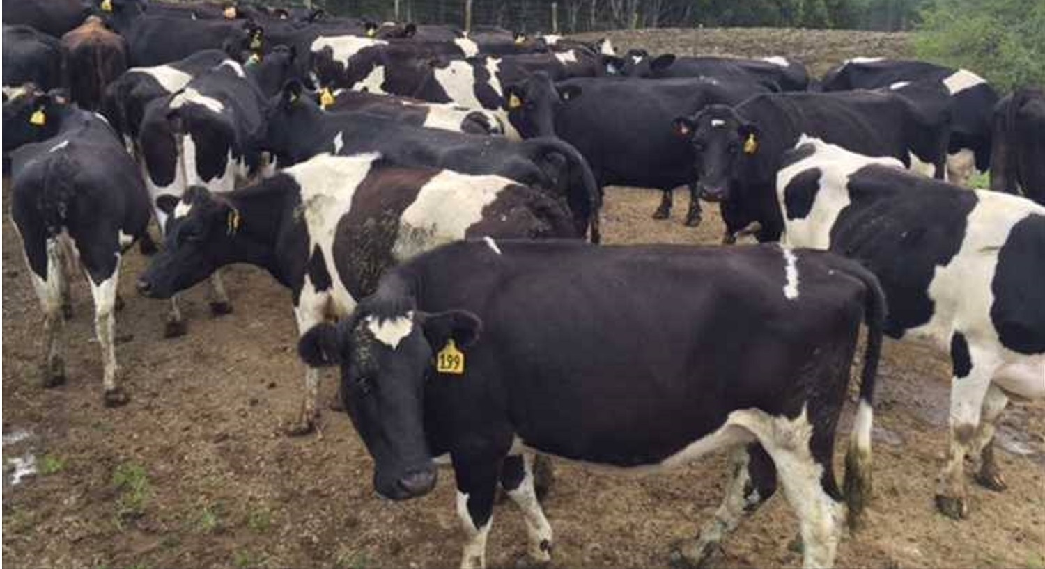 Holstein Friesian cattle for sale