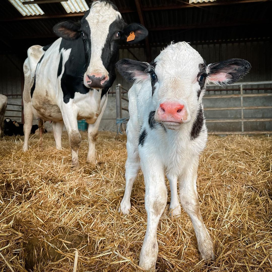 Holstein Friesian cattle for sale